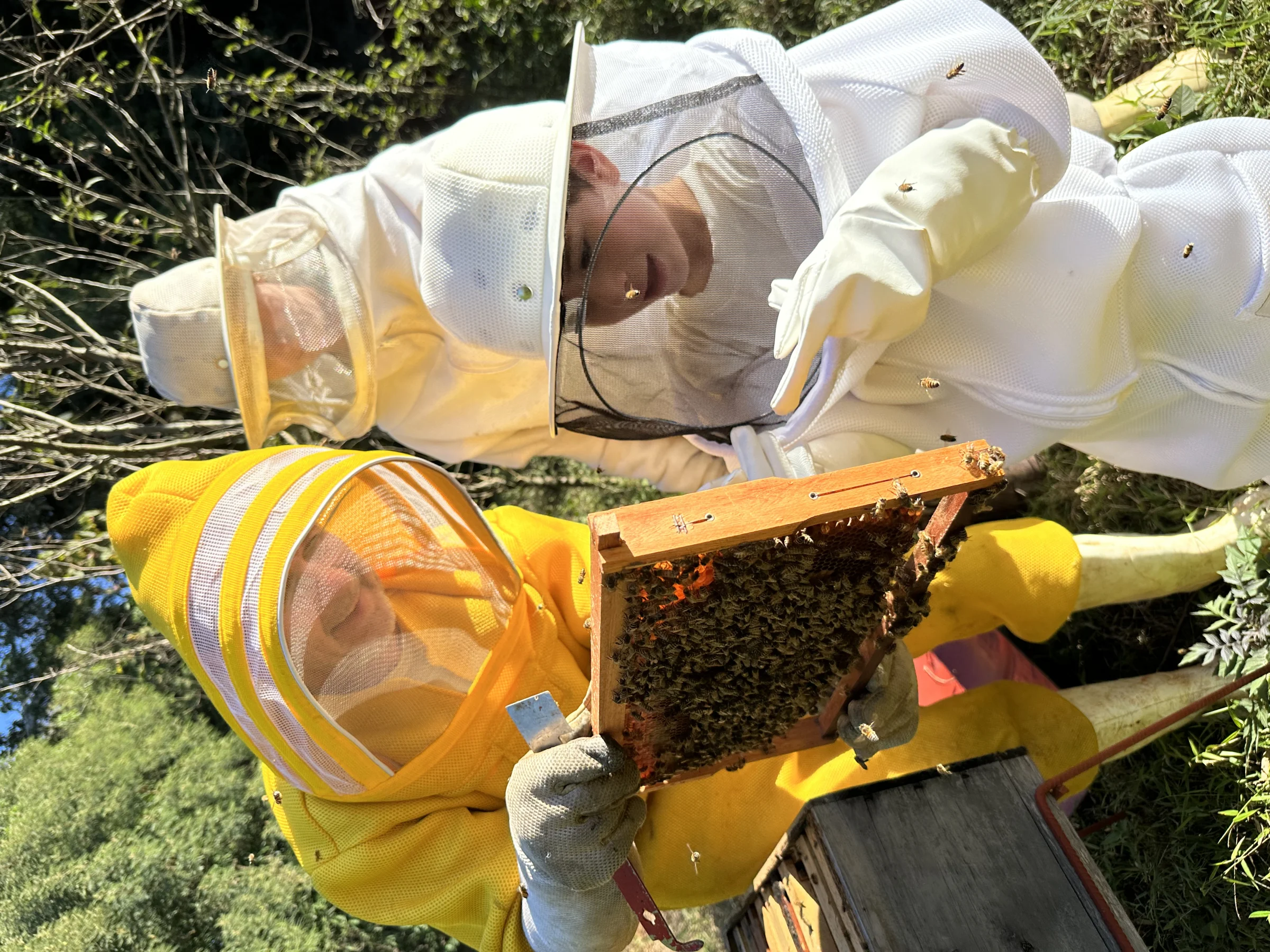 Apicultores com quadro da colmeia