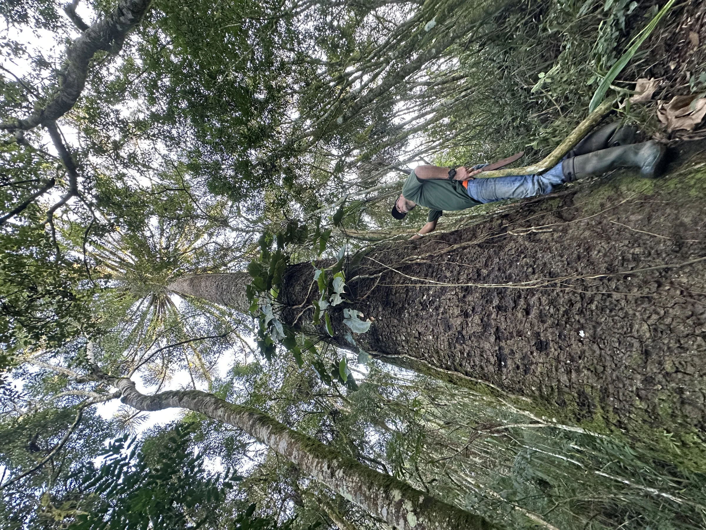 Araucária gigante com pessoa para escala