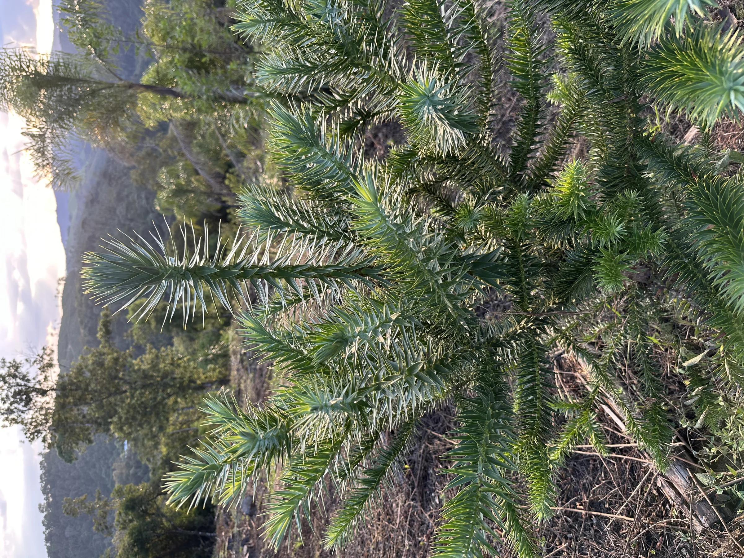 Araucária jovem ao amanhecer