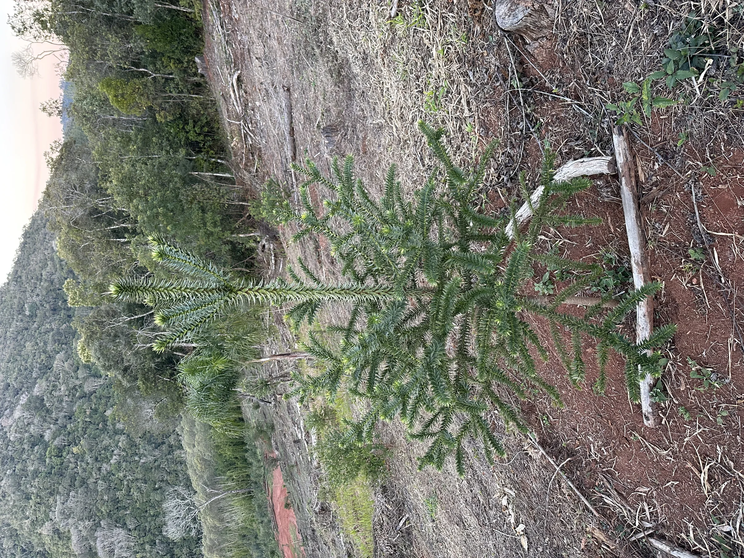 Araucária jovem em encosta