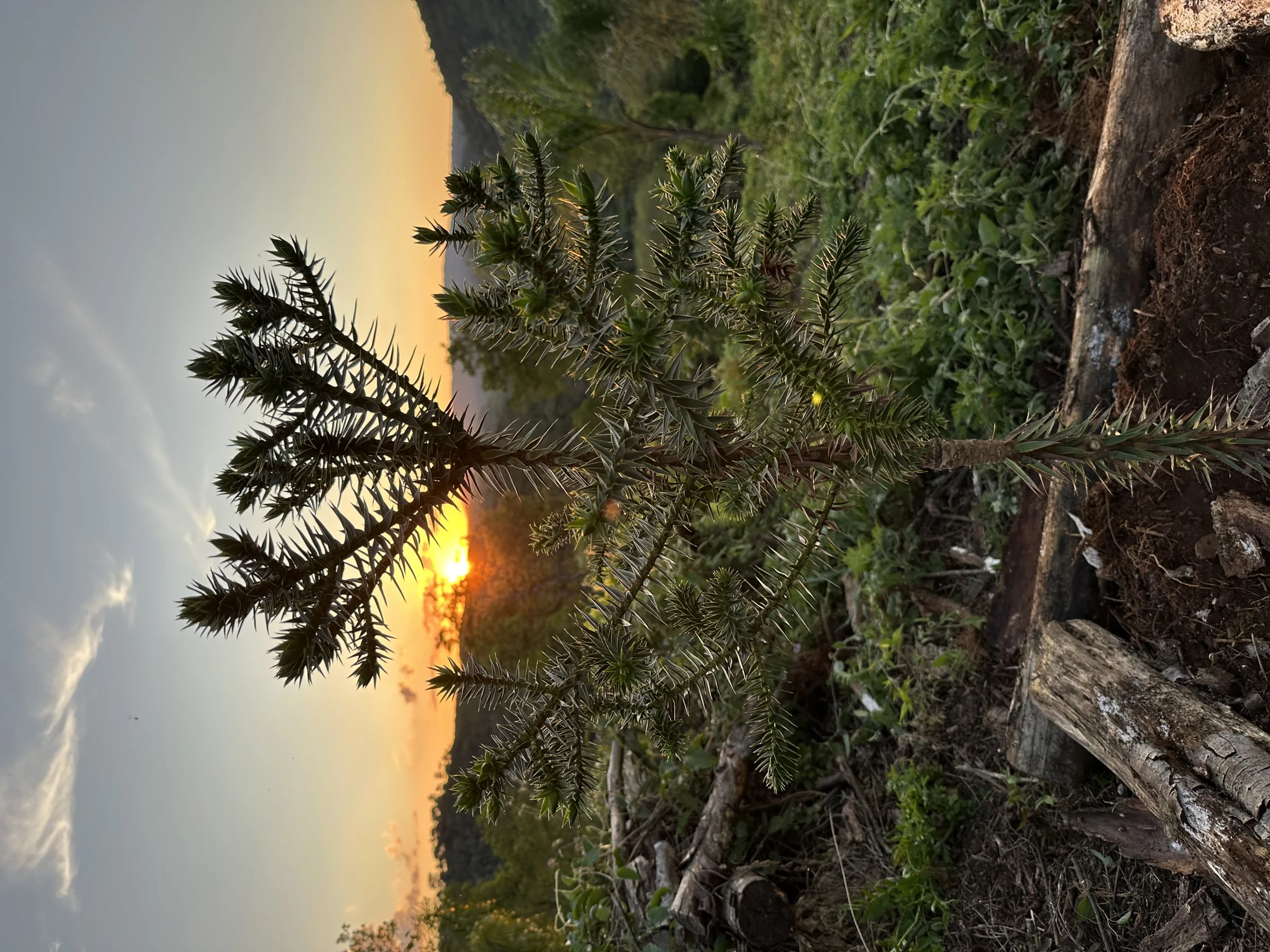Silhueta de araucária ao entardecer
