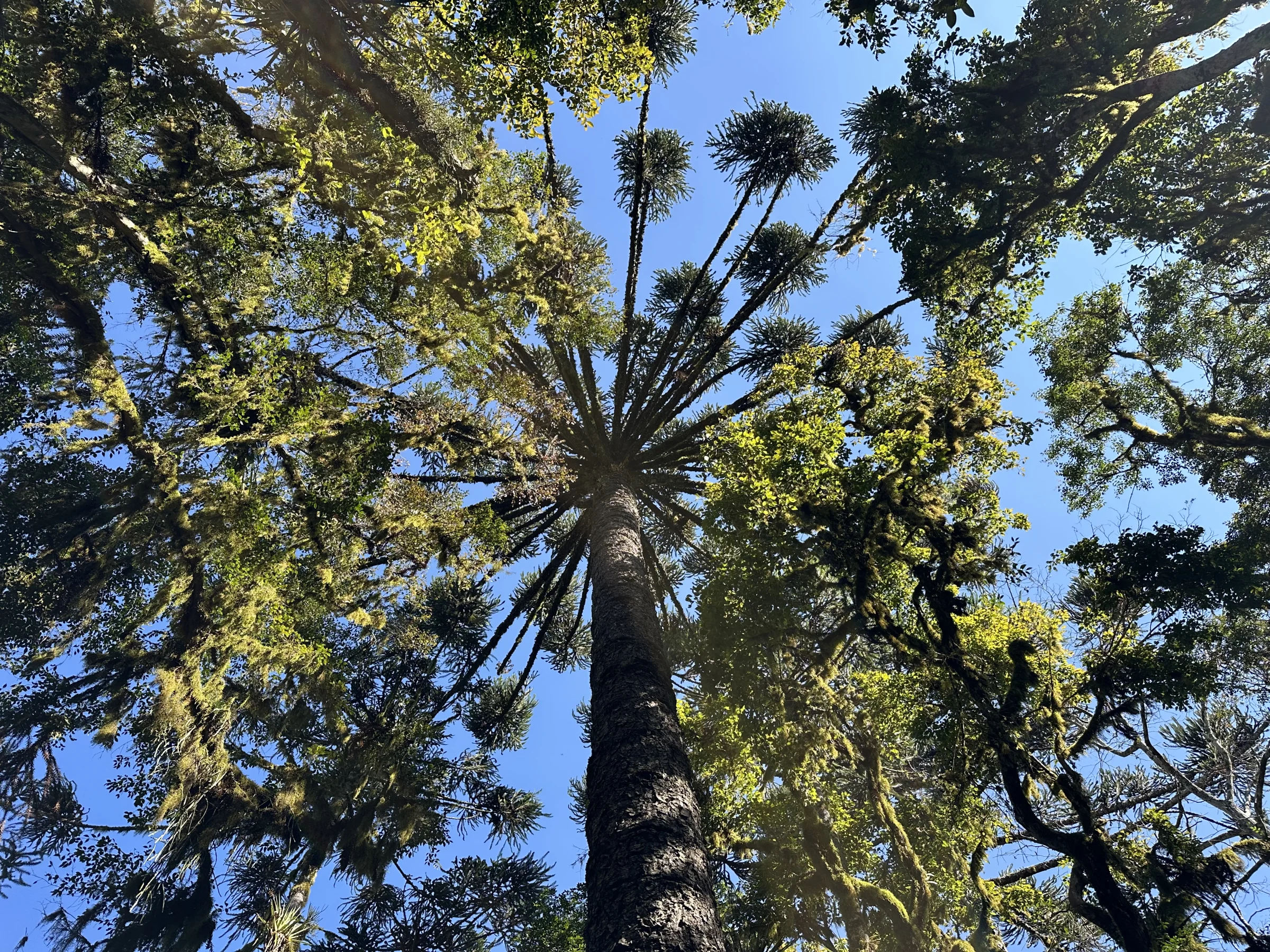 Copa de araucária vista de baixo
