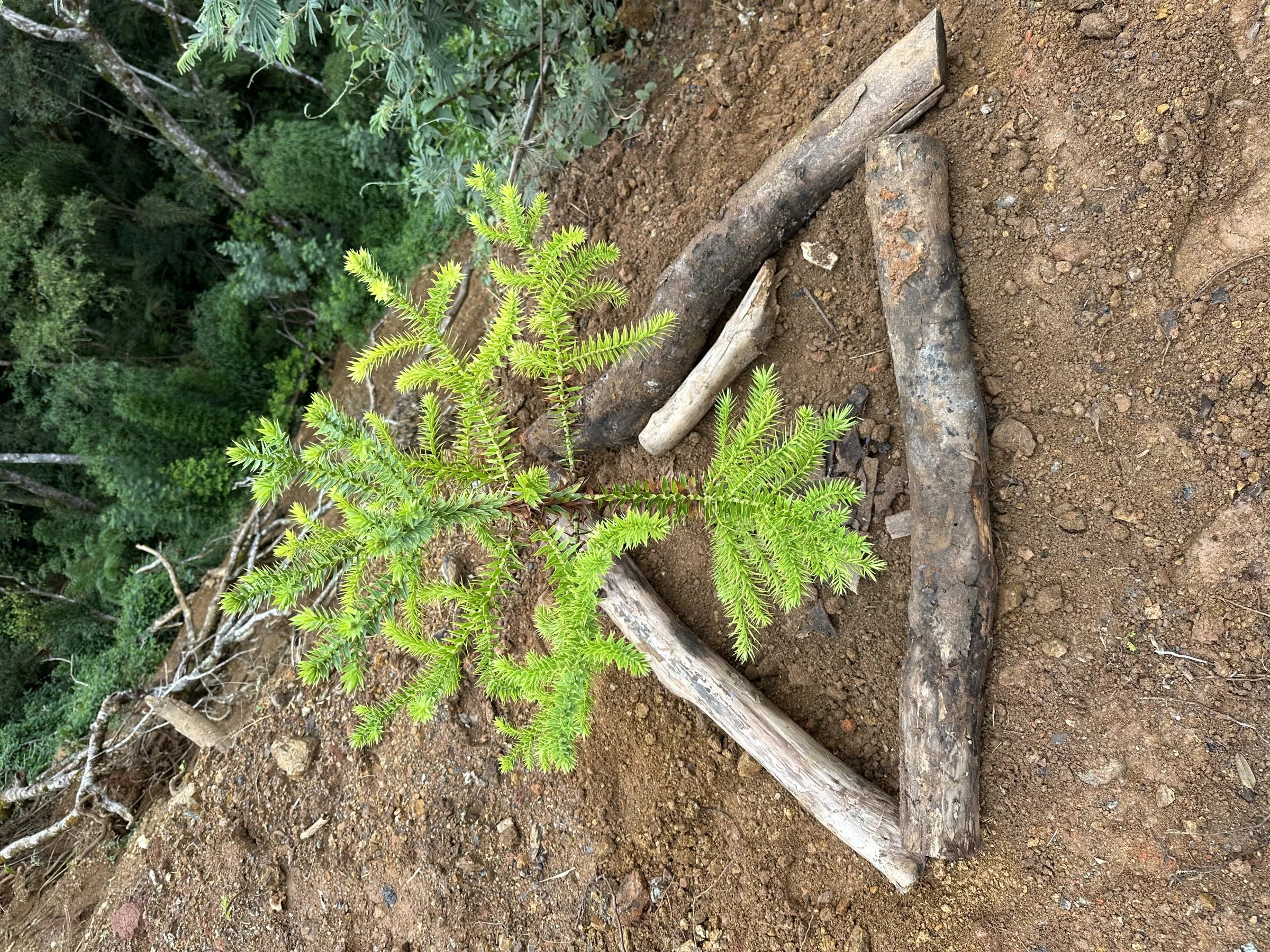 Muda de araucária recém-plantada