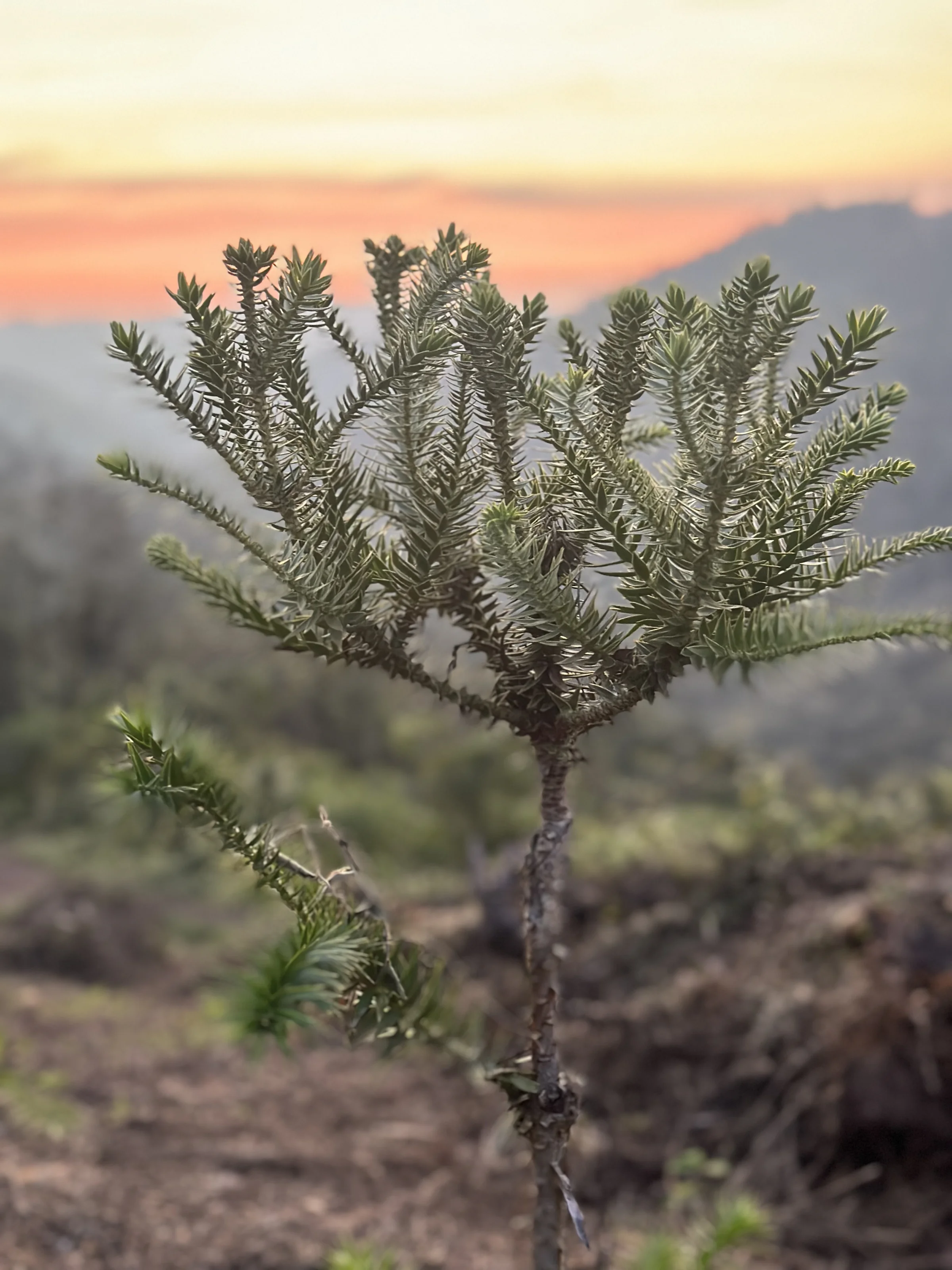 Muda de araucária ao pôr do sol