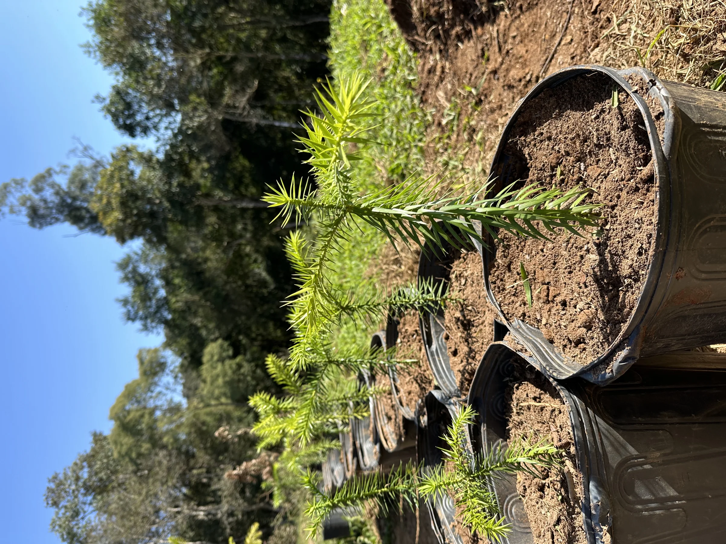 Muda de araucária em vaso no viveiro