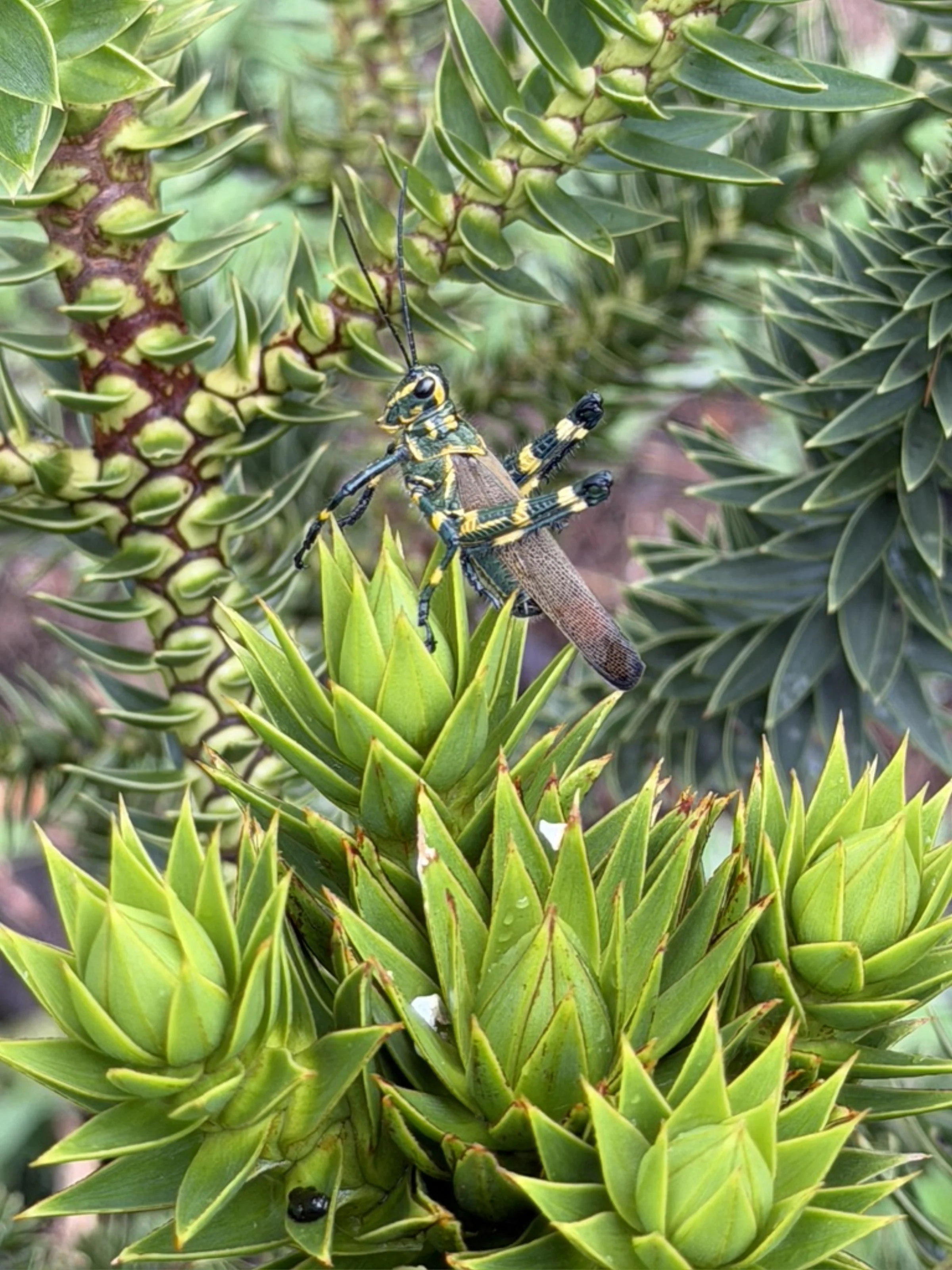 Muda jovem de araucária com vale ao fundo