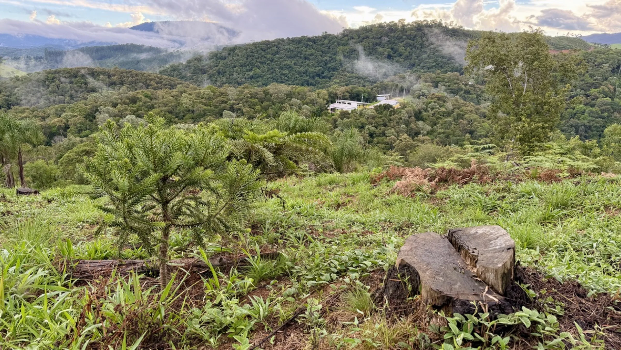 Muda de araucária com vale e neblina