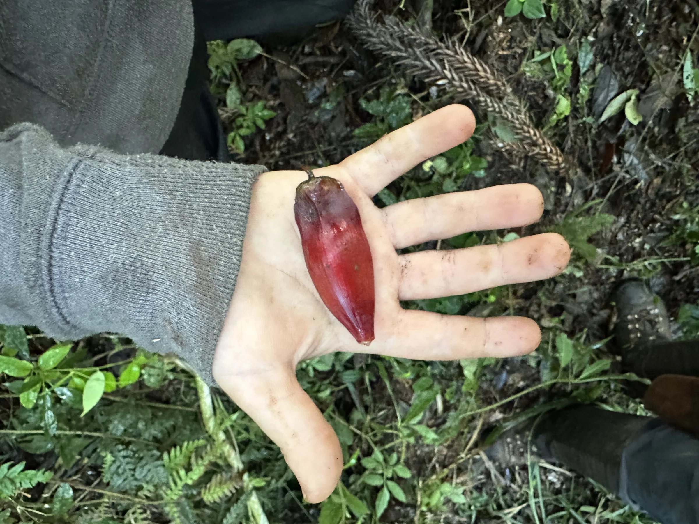 Pinhão na palma da mão na floresta