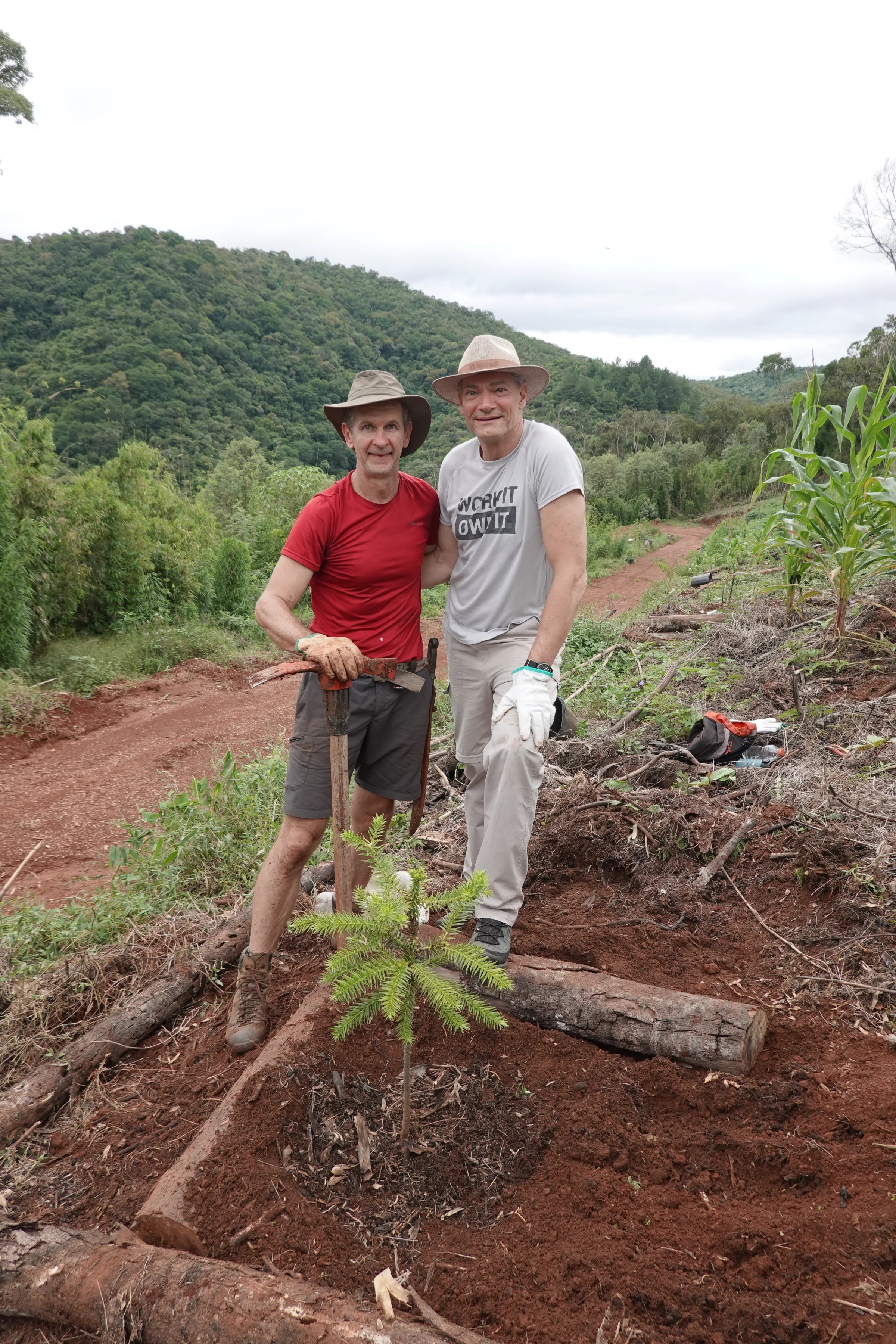Plantio de muda de araucária