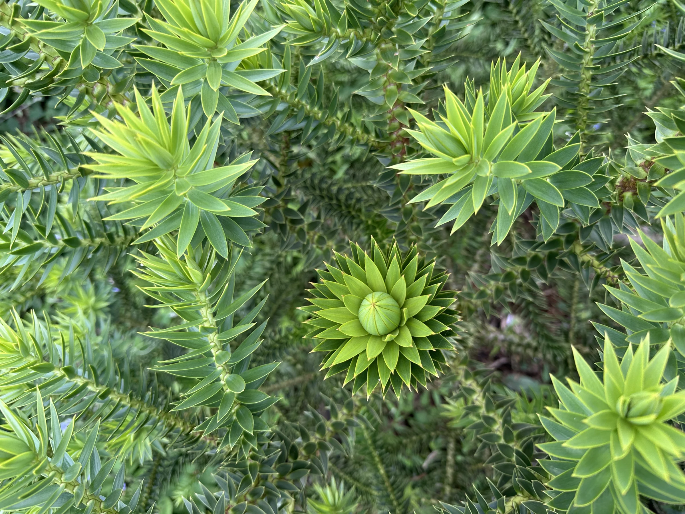 Ramos de araucária com pinha jovem
