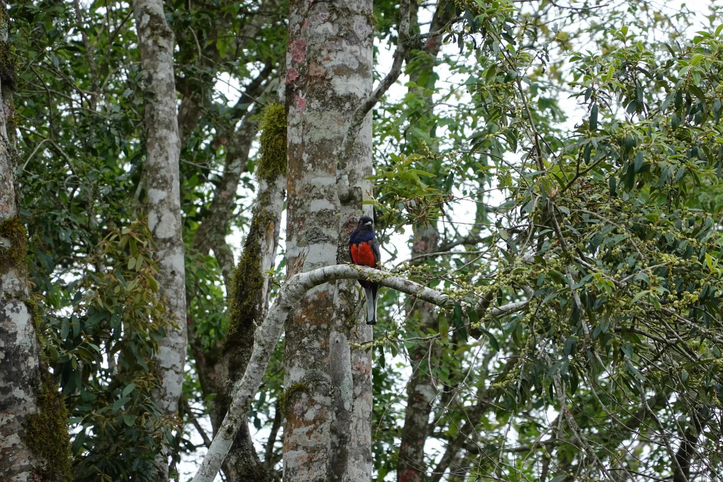 Ave em um galho na mata
