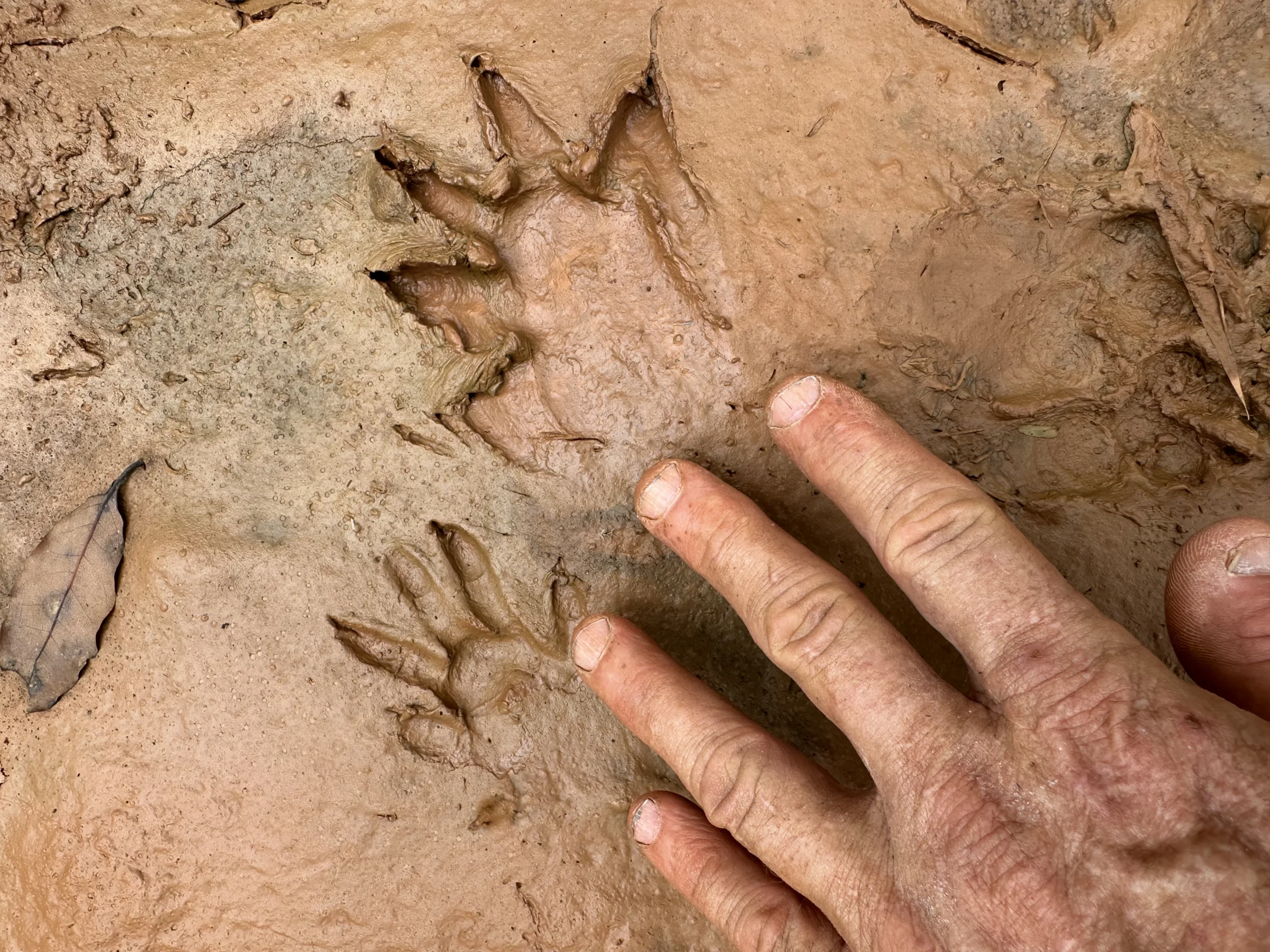 Pegadas de capivara com mão para escala