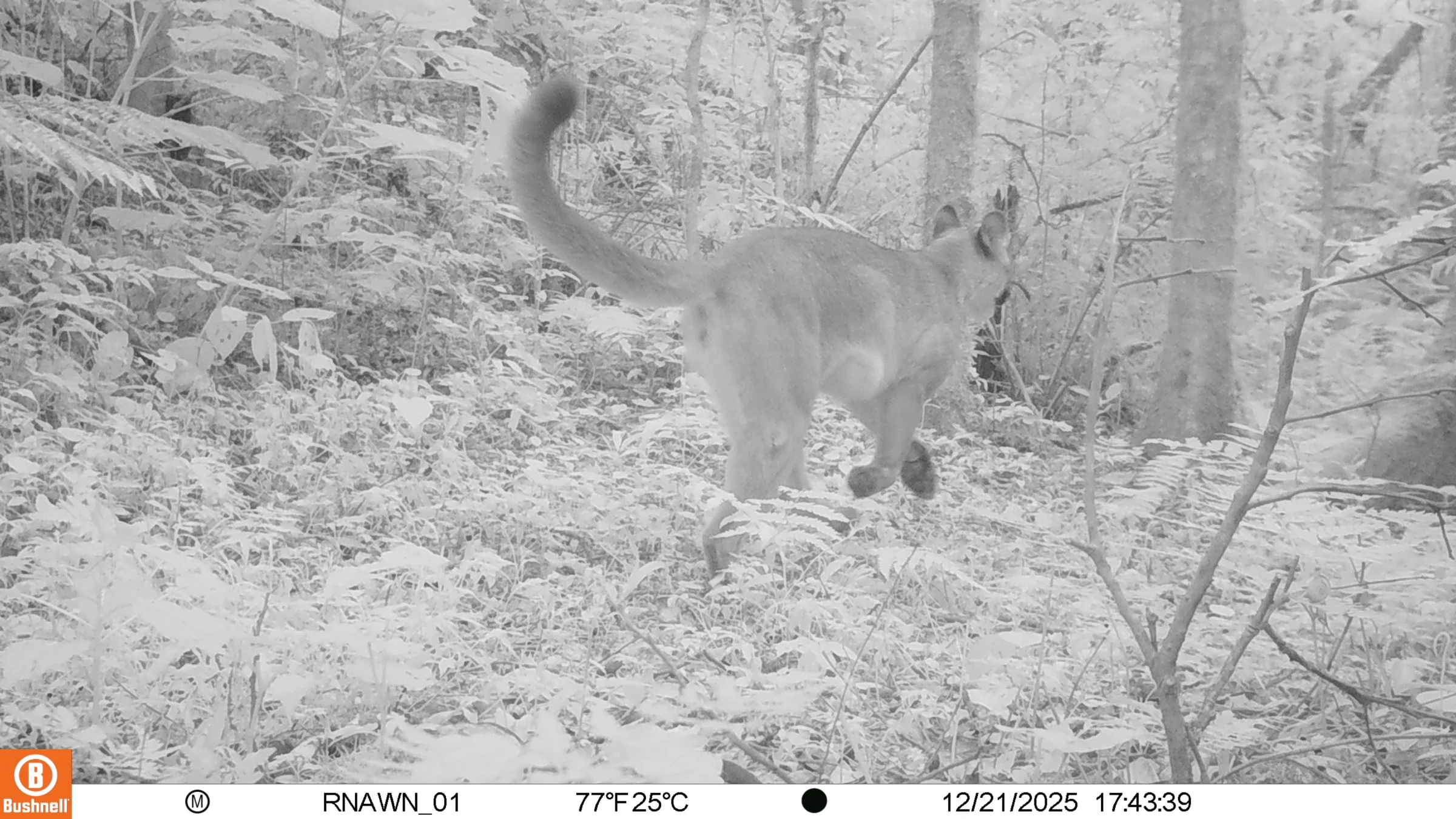 Suçuarana à noite, captura em P&B