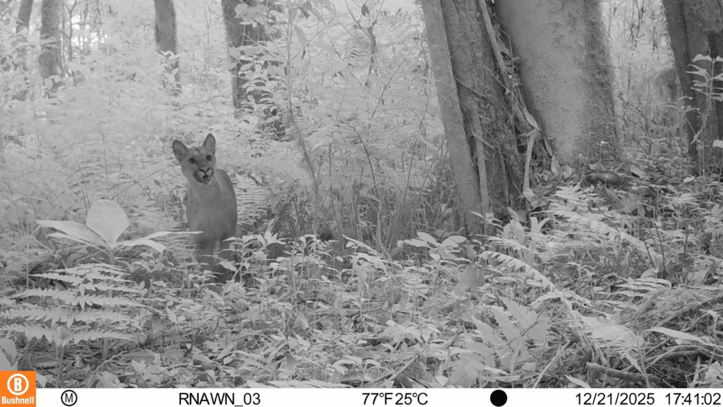 Suçuarana com olhar direto na câmera