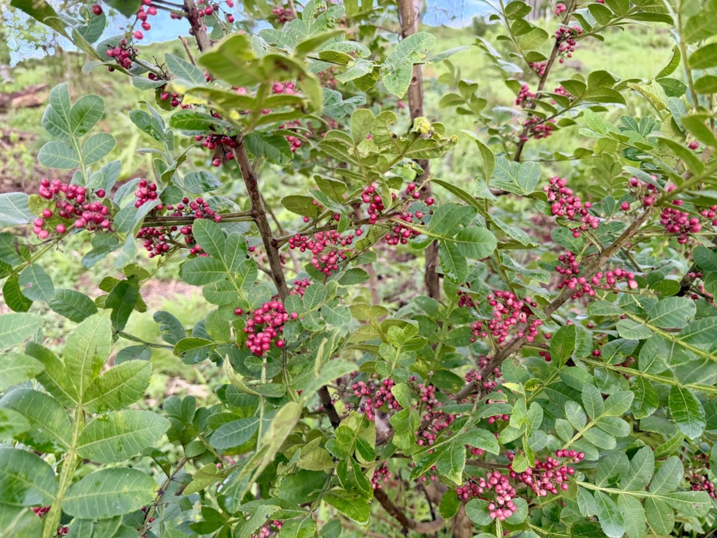 Arbusto com frutos rosados