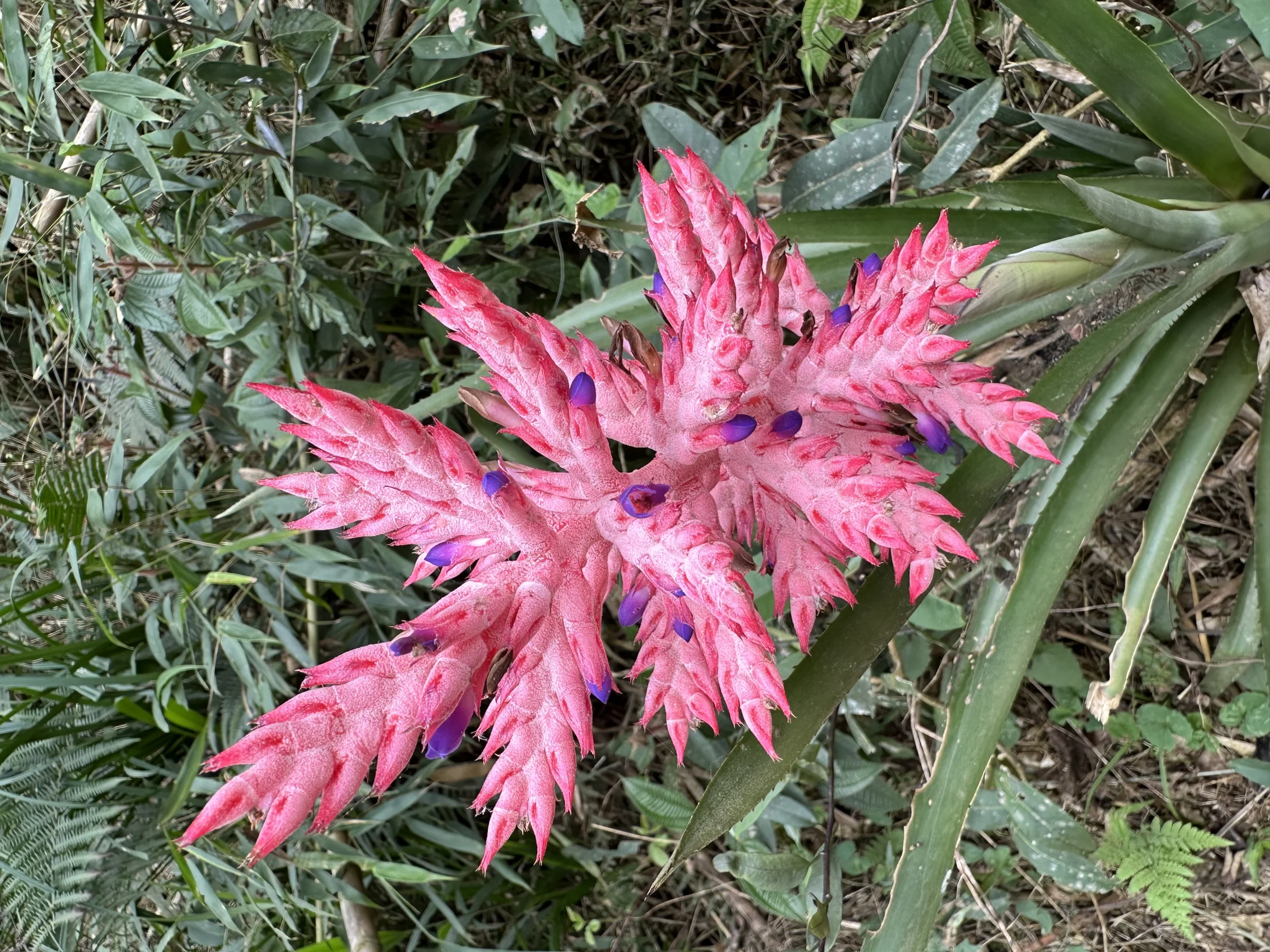 Bromélia rosa em plena floração