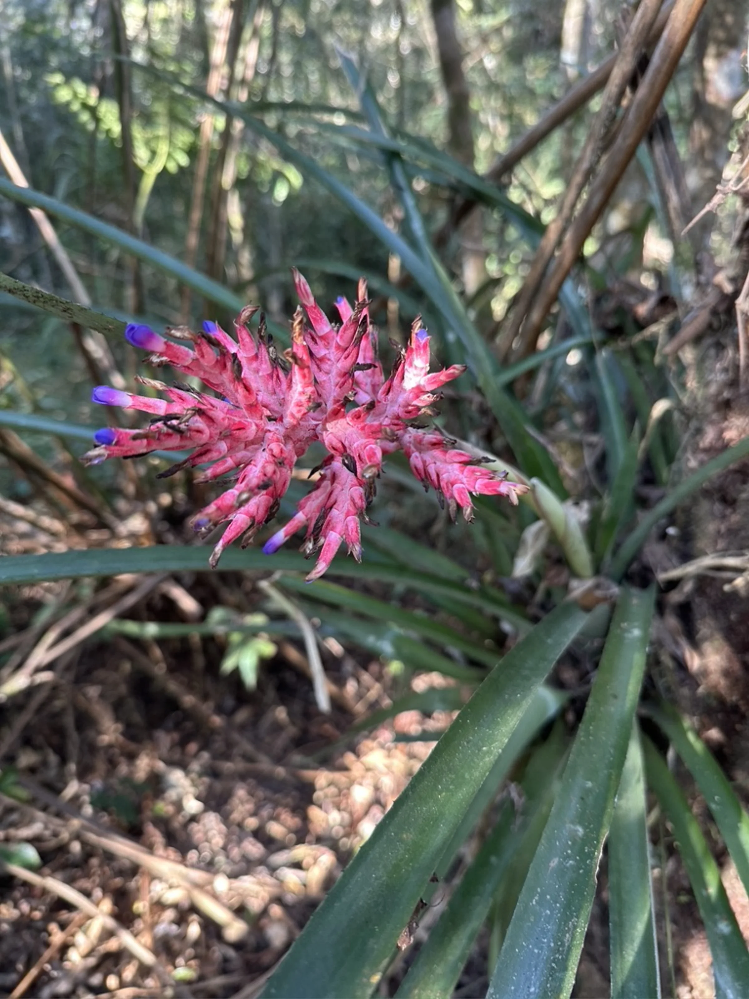 Bromélia em flor rosa-violeta