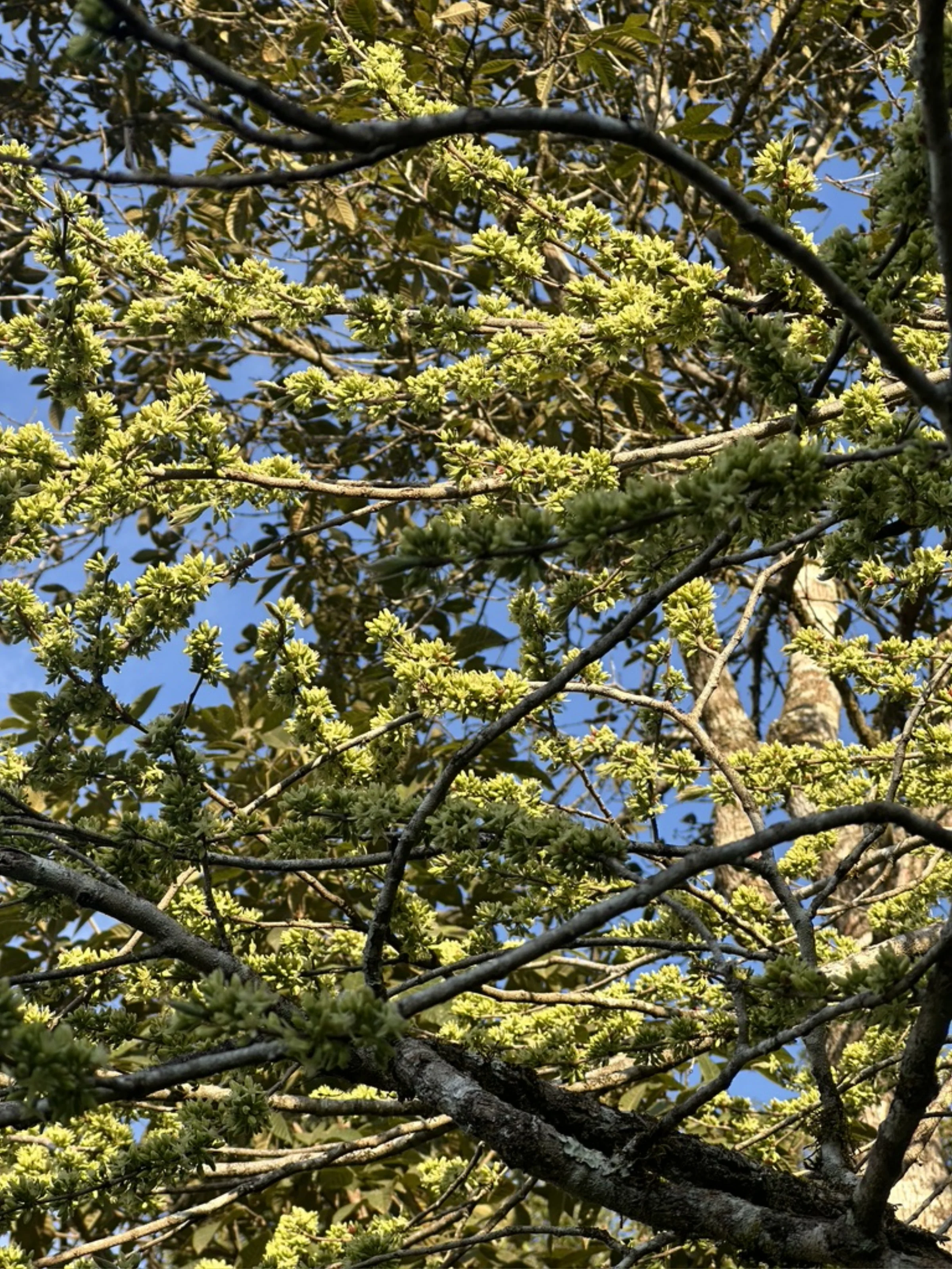 Inflorescência amarela contra o céu