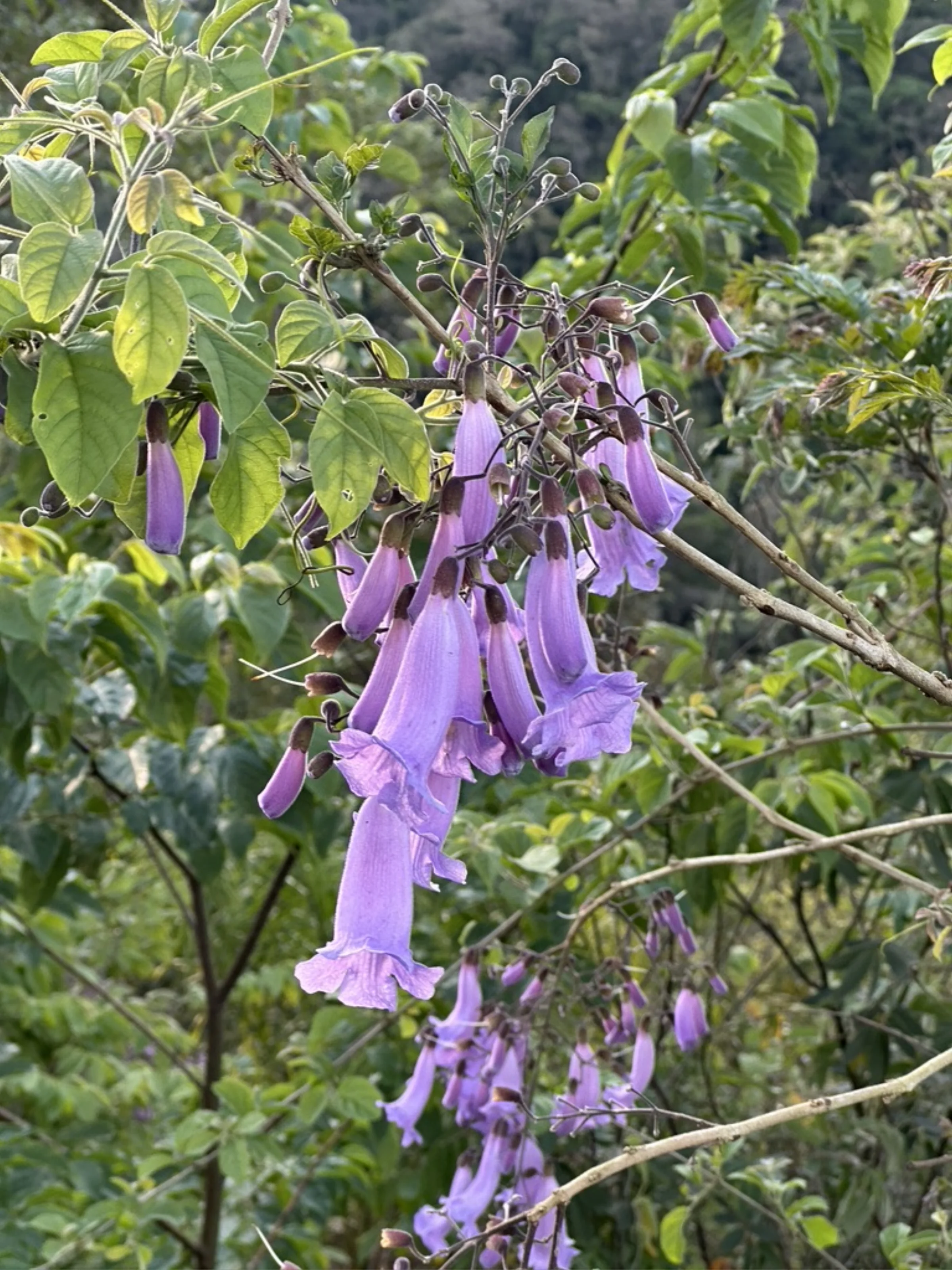 Jacarandá-mimoso em flor
