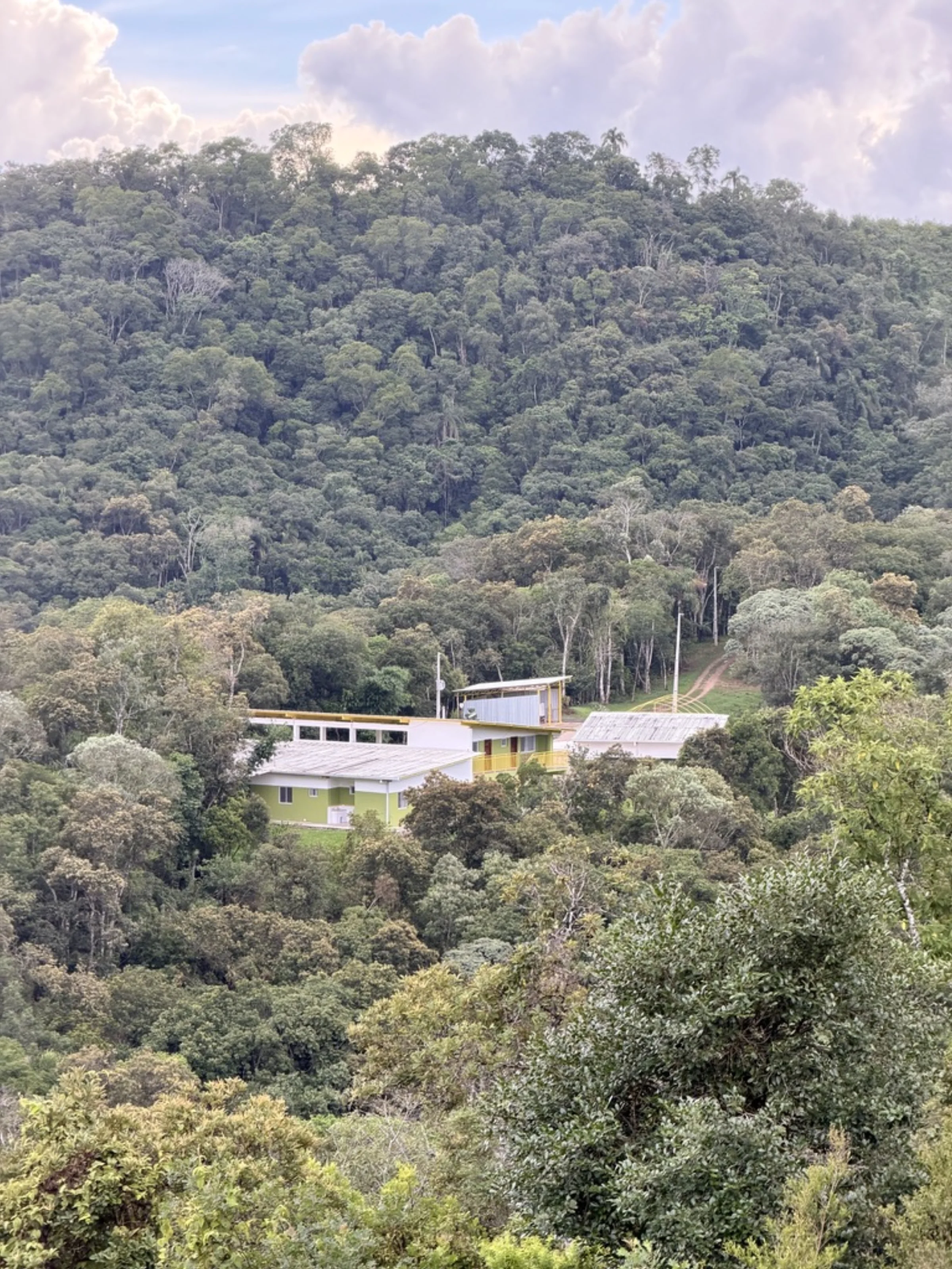 Sede de telhado verde entre a mata