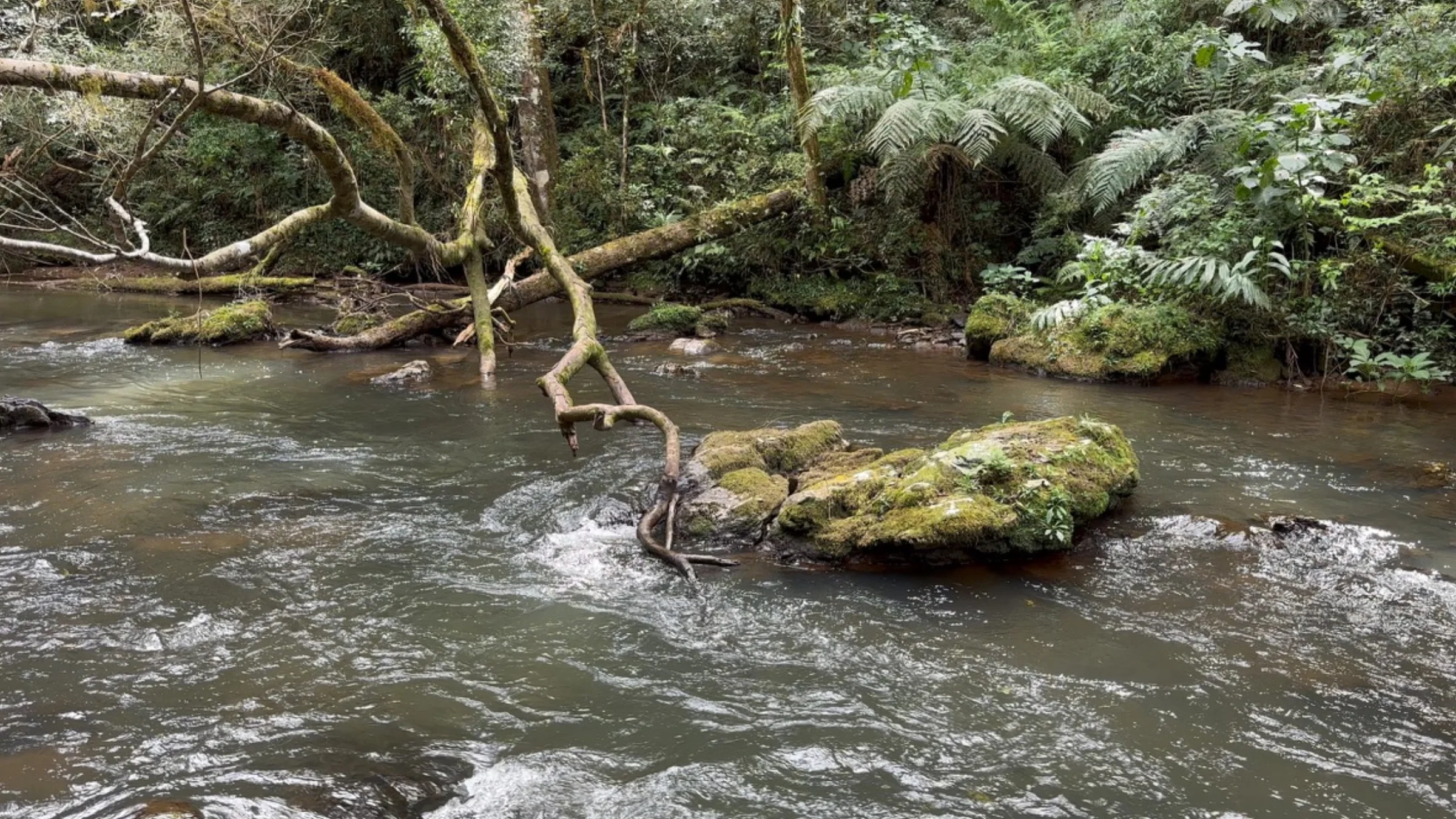 Vale de mata atlântica com araucária solitária
