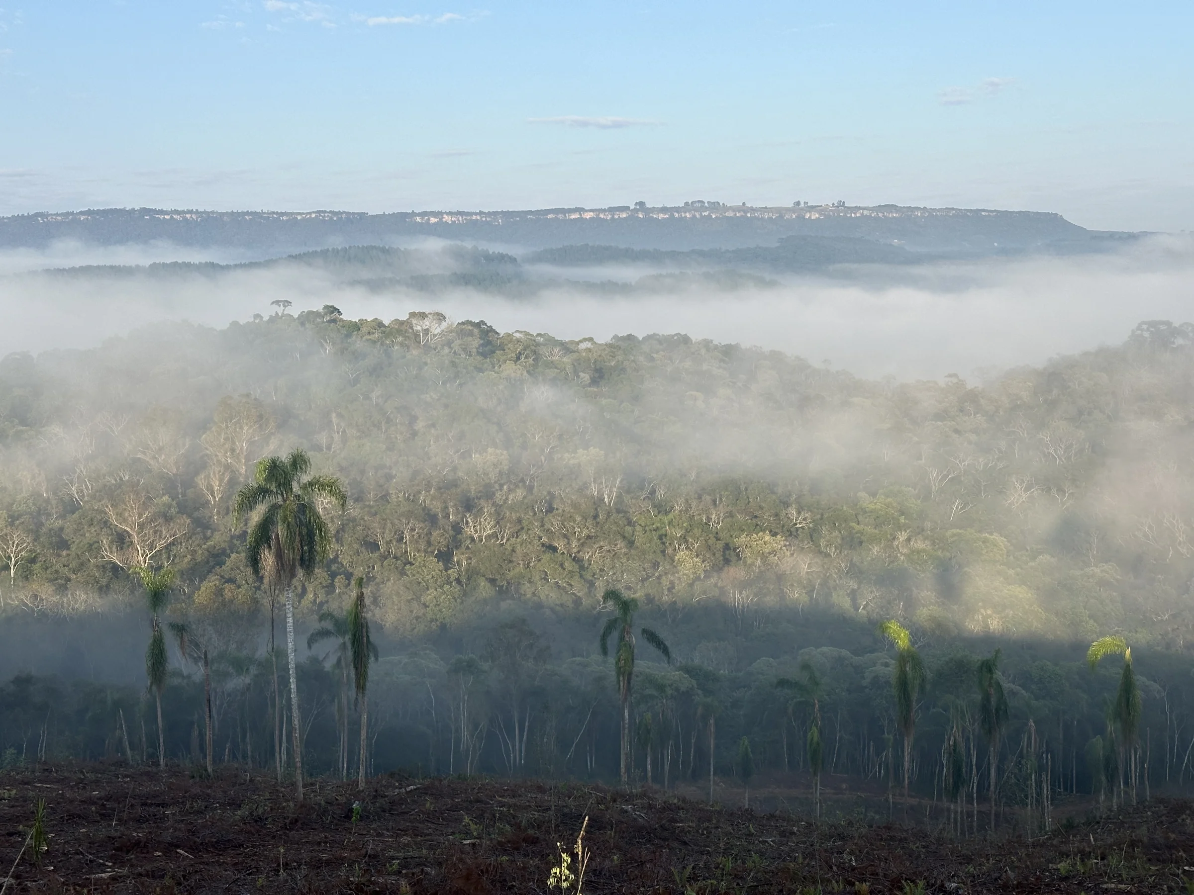Vale com neblina ao amanhecer e palmeiras