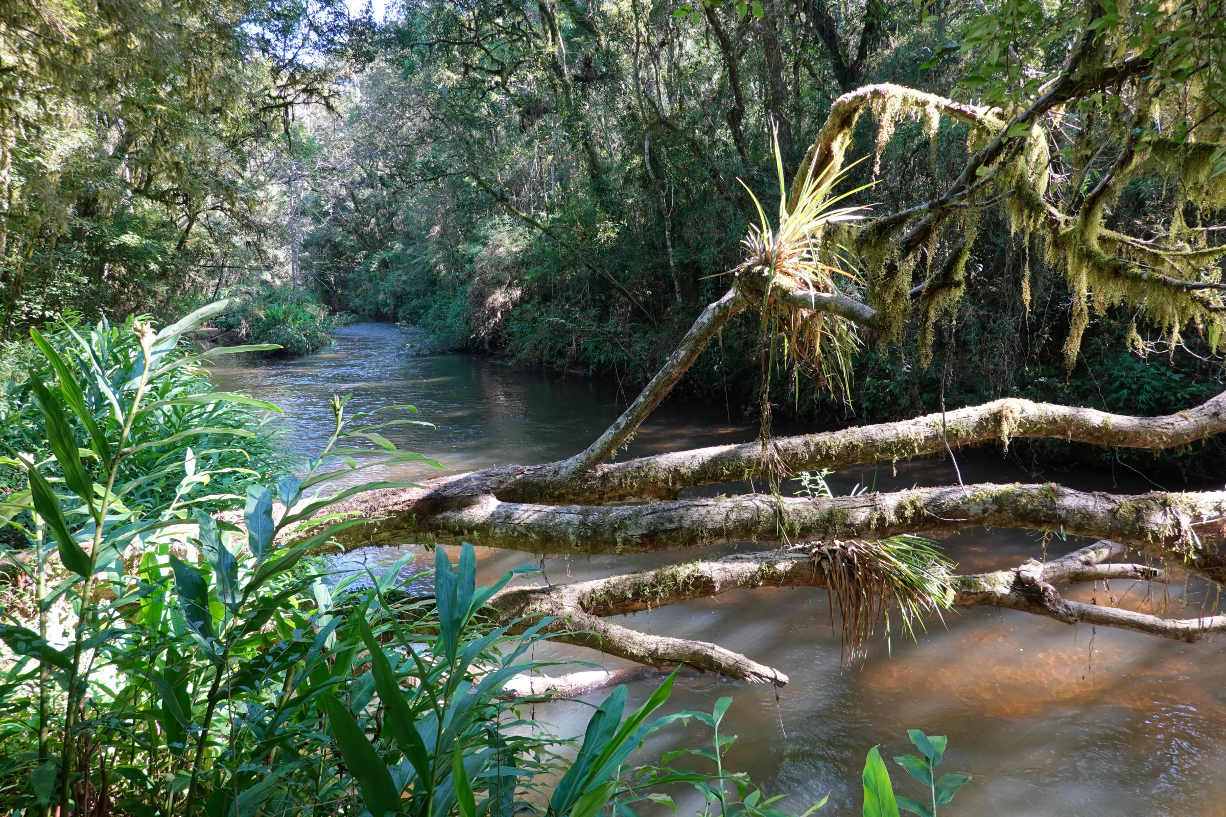 Detalhe de bromélia em galho sobre o rio