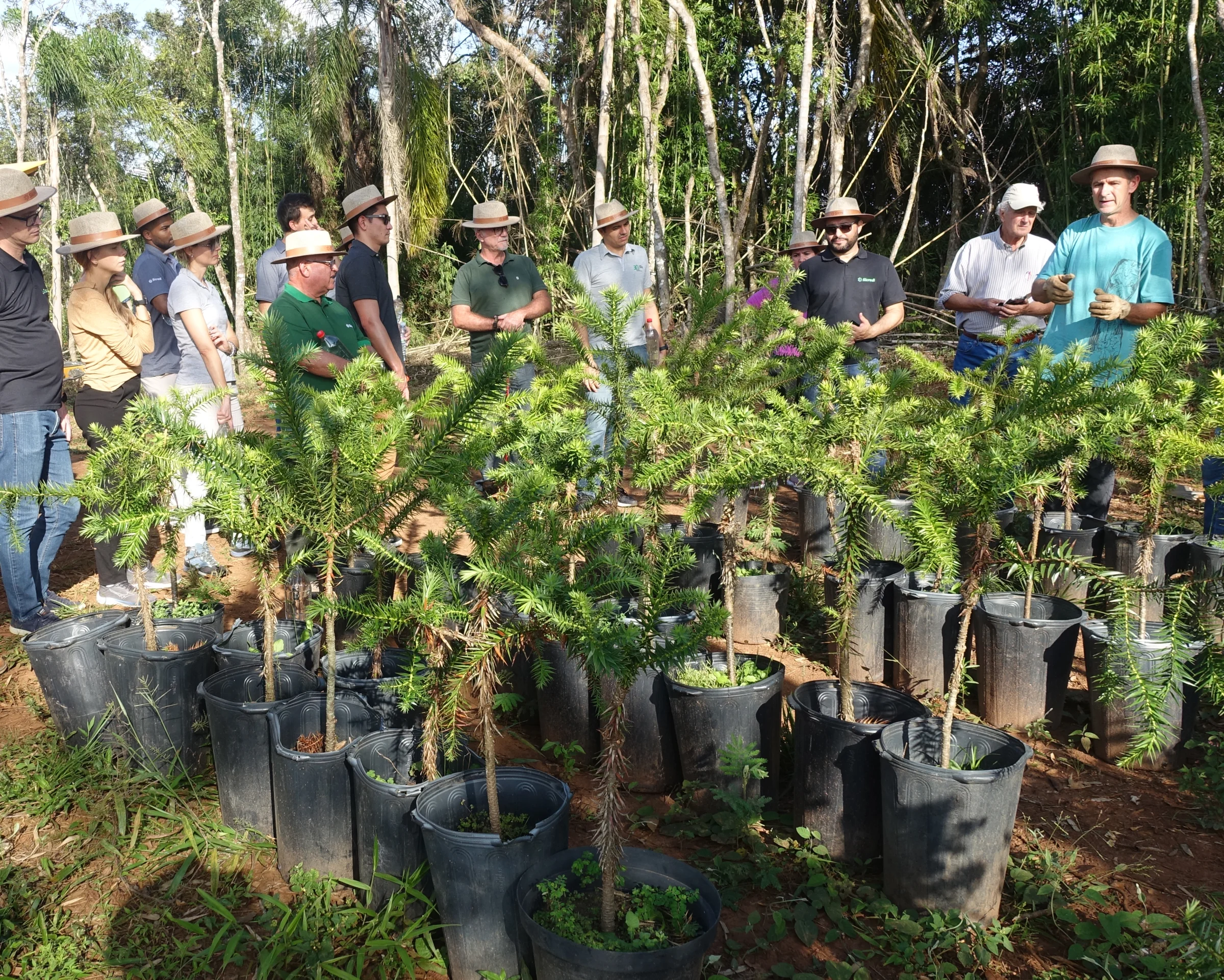 Bromélias e galhos sobre o rio Açungui