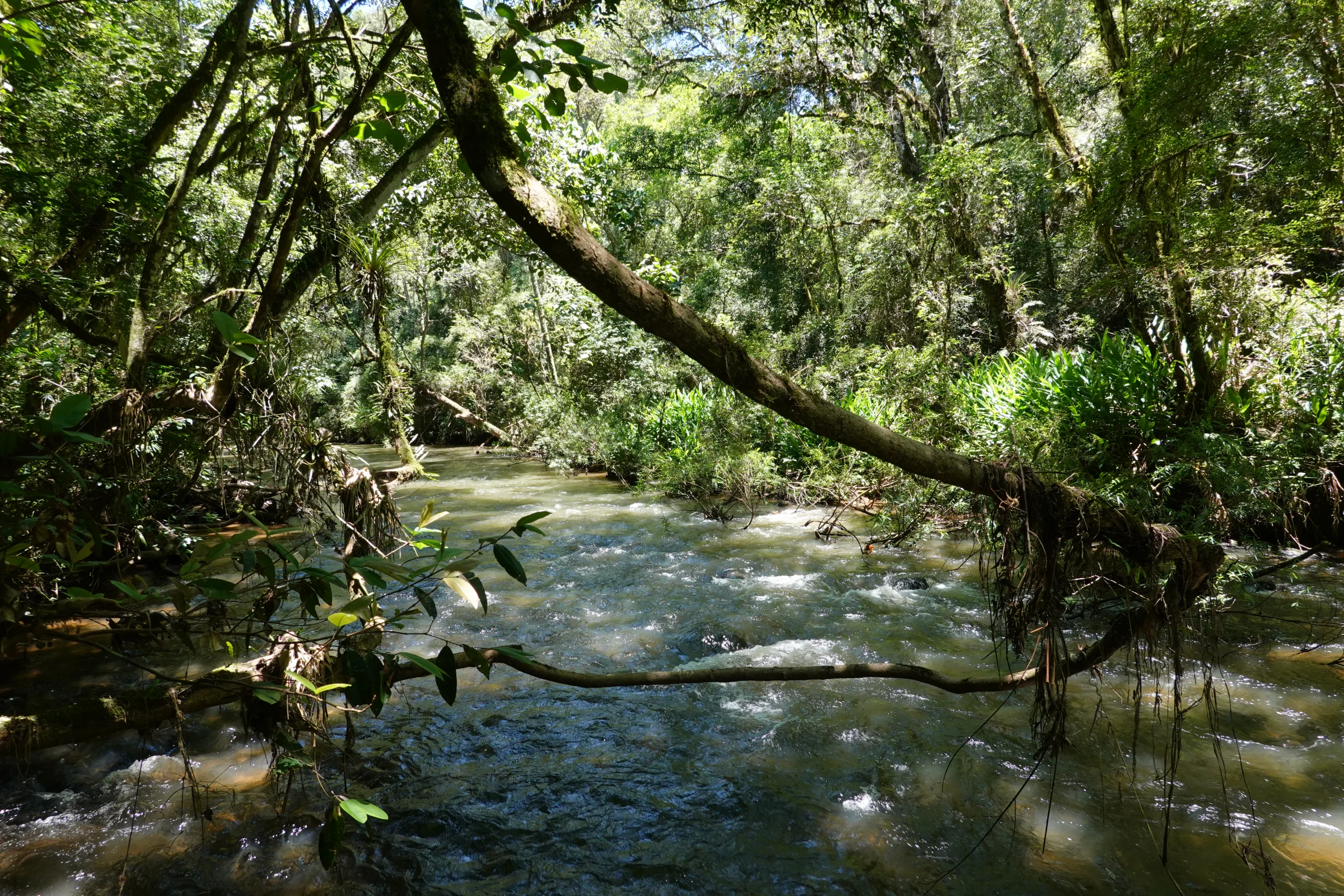 Corredeira com galho atravessado