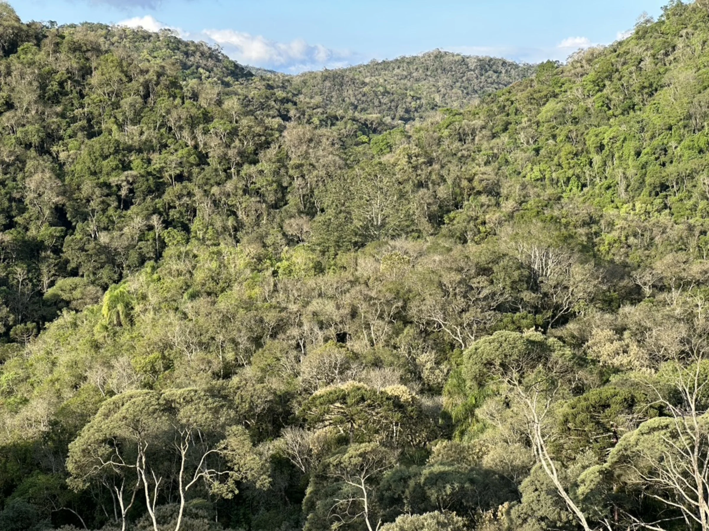 Corredeira com galhos atravessando