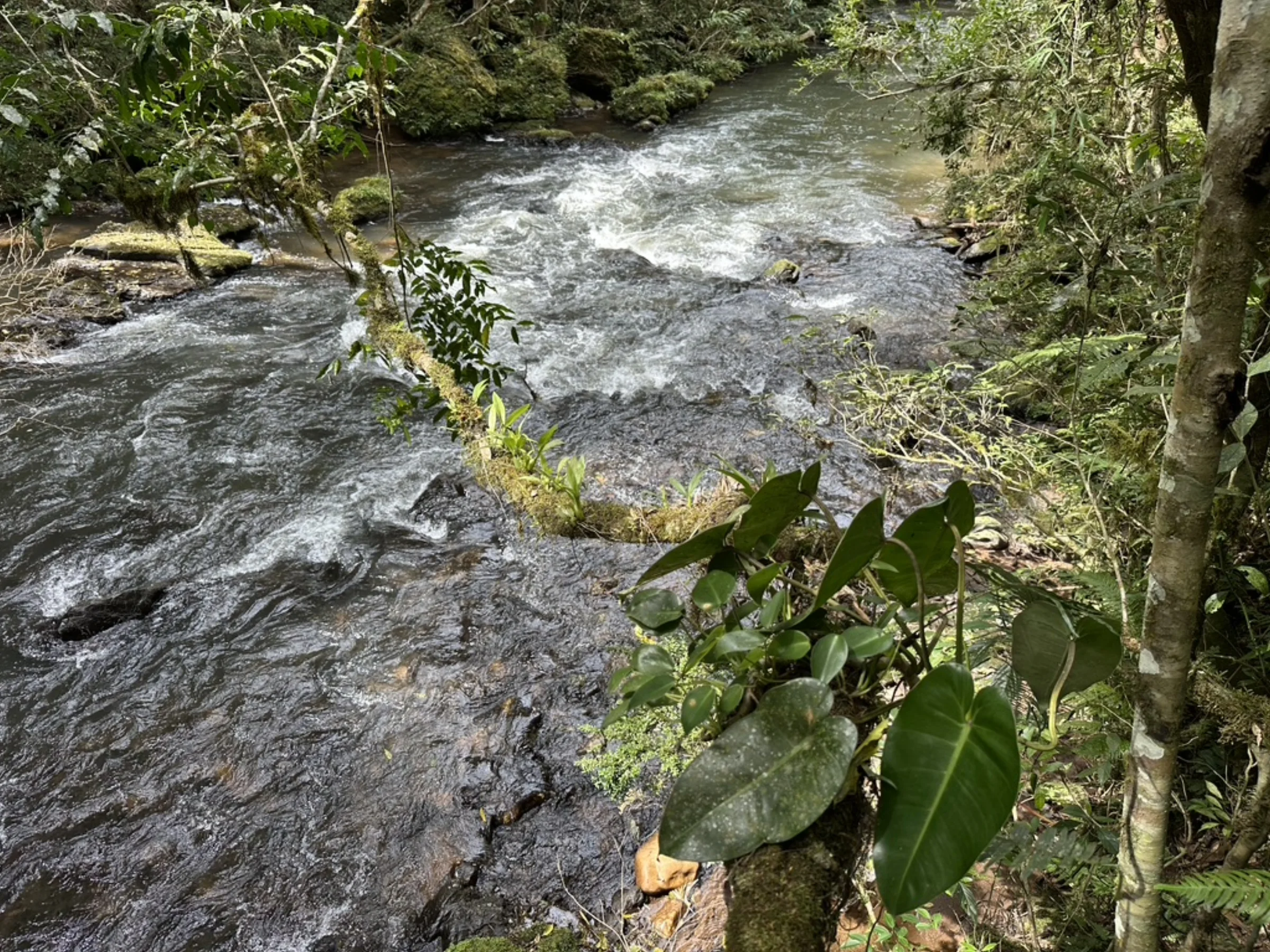 Corredeira em rocha com vegetação na margem