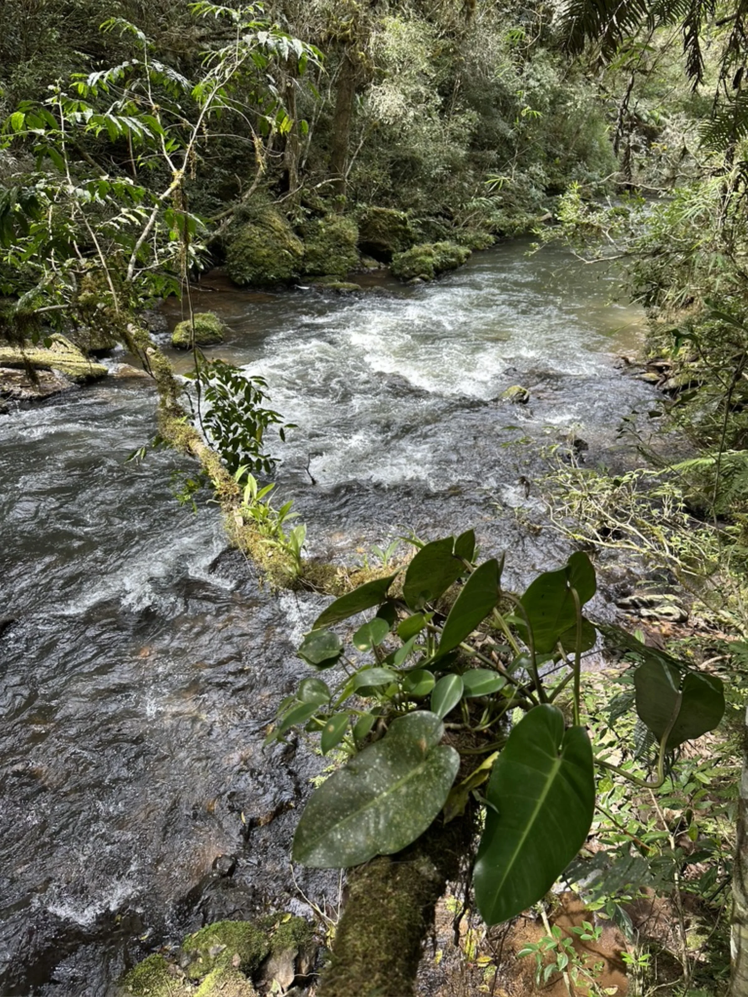 Corredeira com tronco coberto de musgo