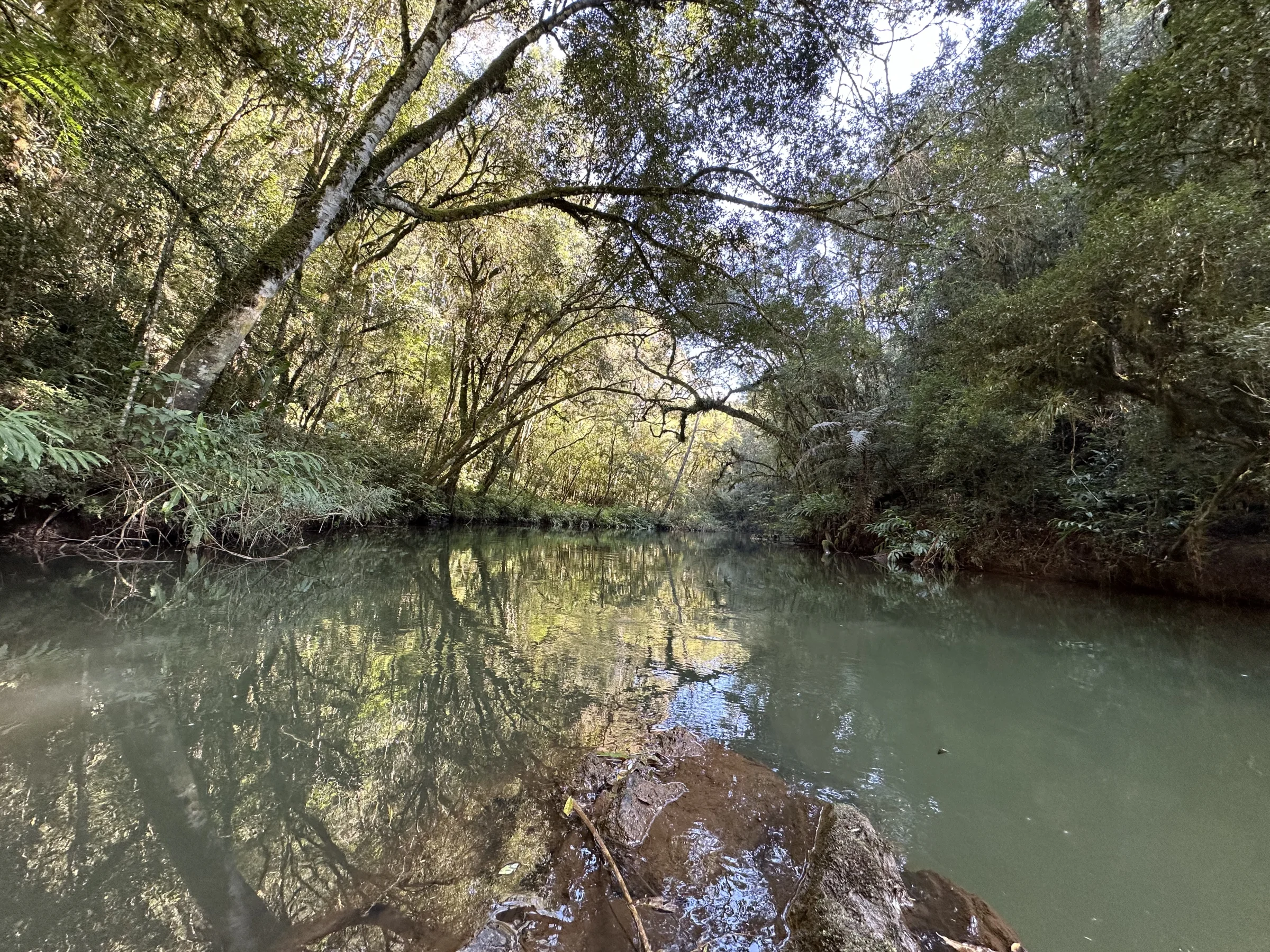 Reflexos da mata sobre o rio