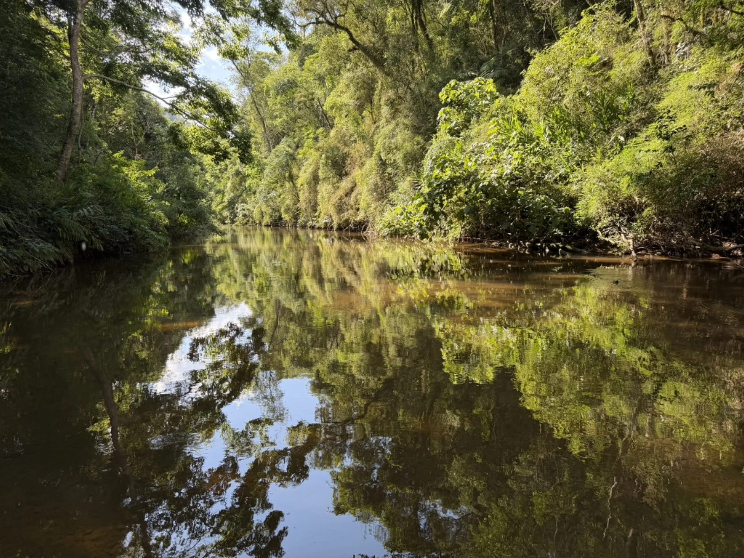 Rio espelhado refletindo o dossel