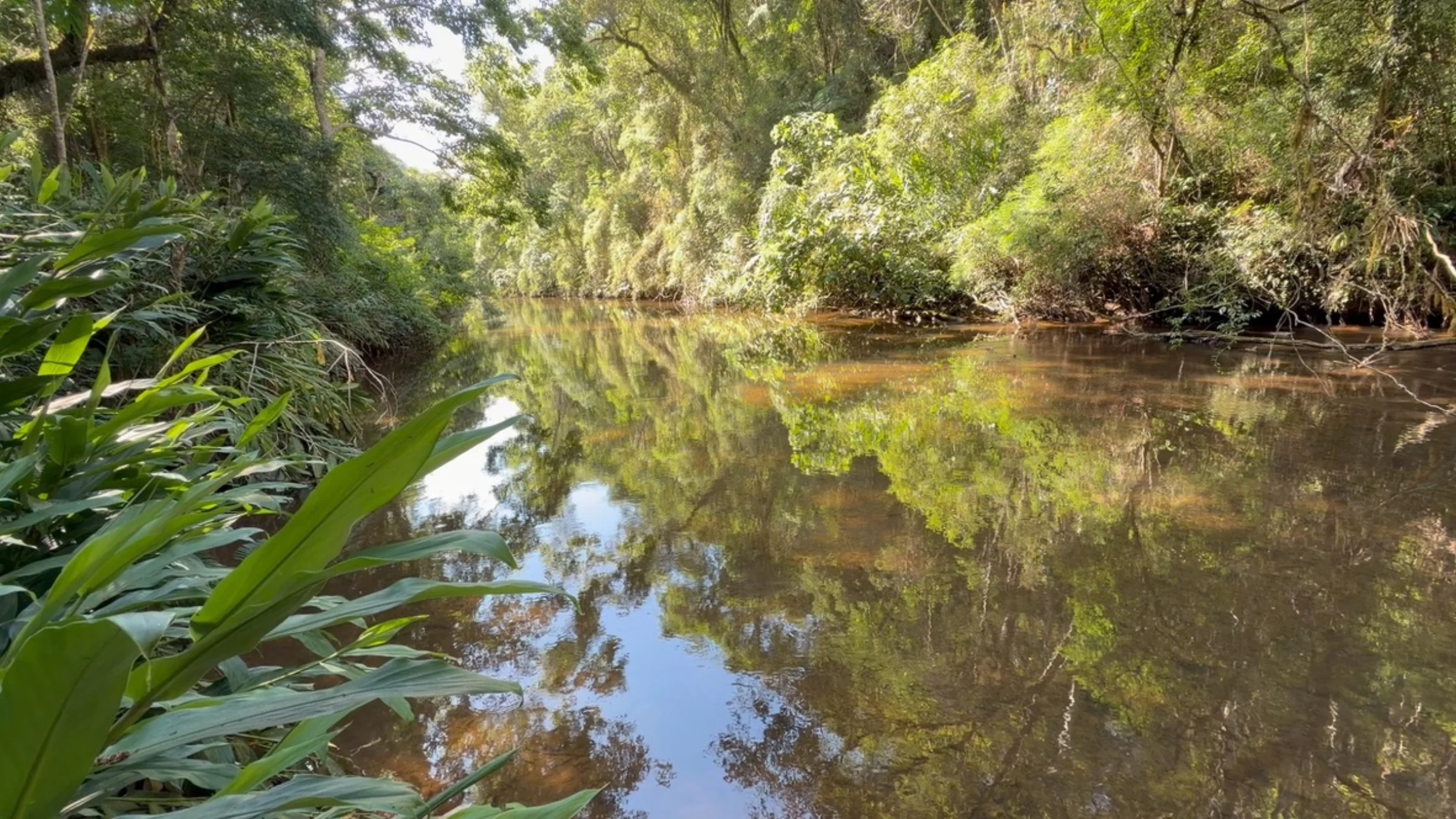 Rio espelhado com vegetação tropical