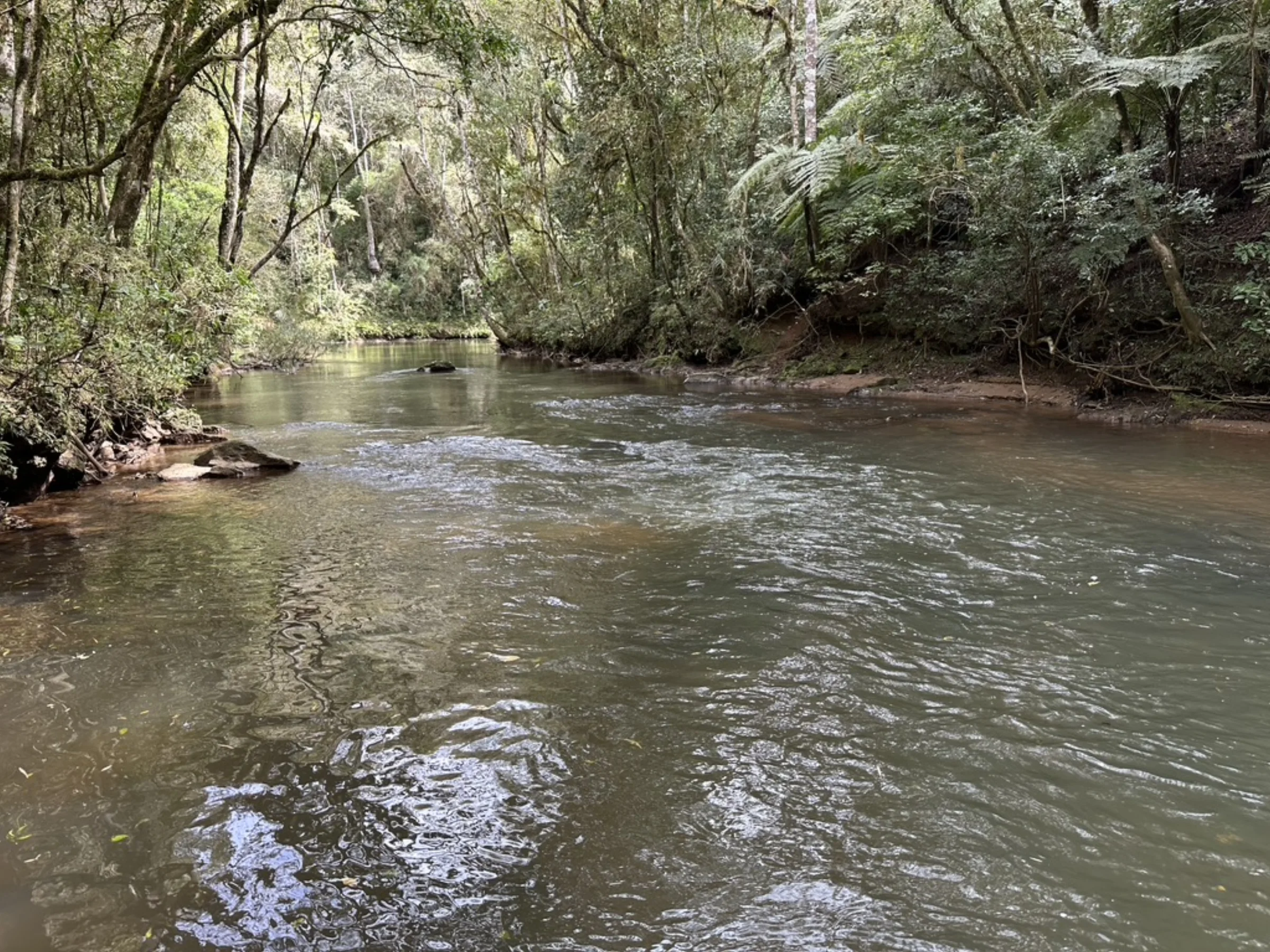 Rio largo entre mata densa nas duas margens