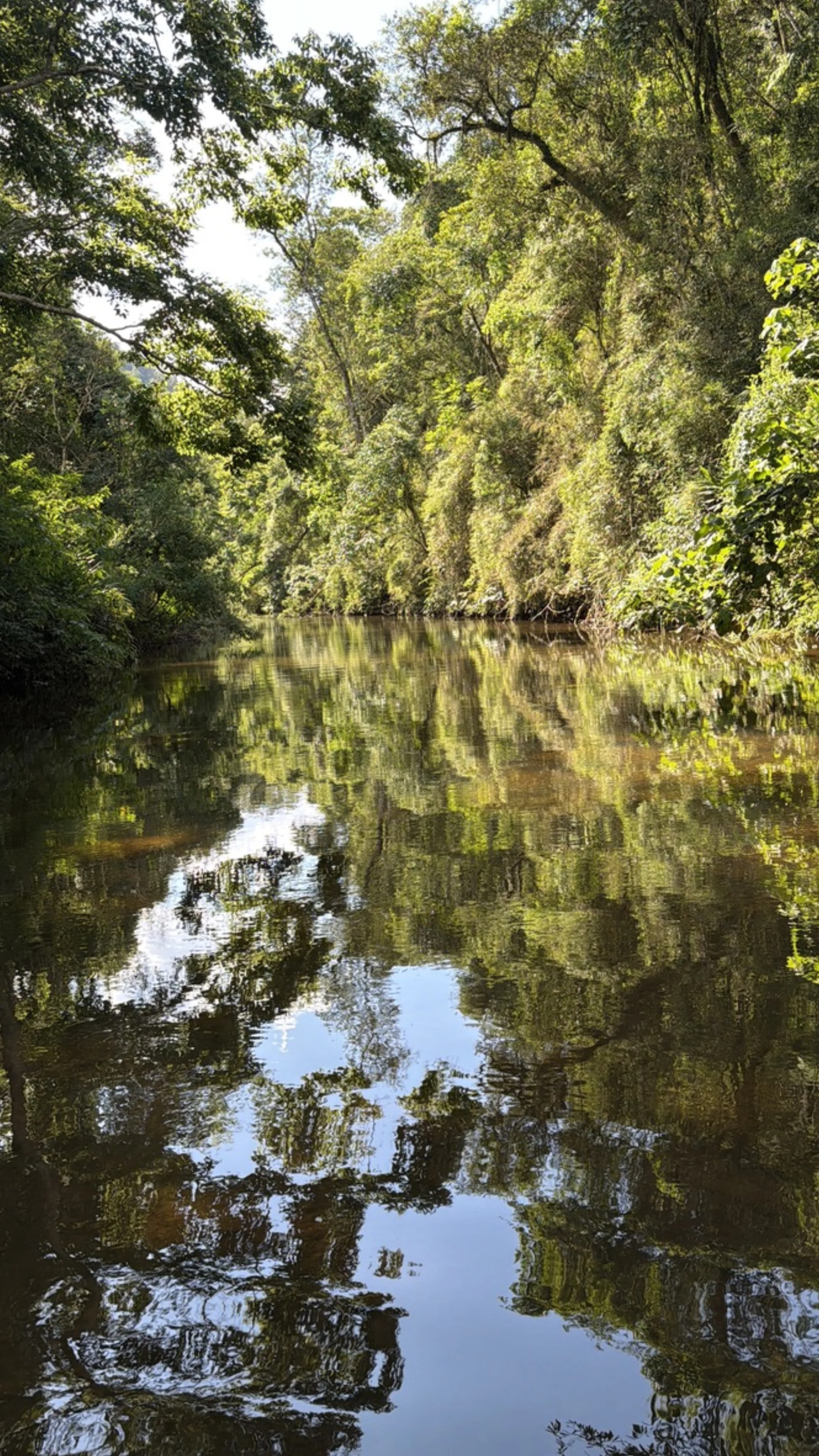 Reflexo das árvores no rio (formato vertical)