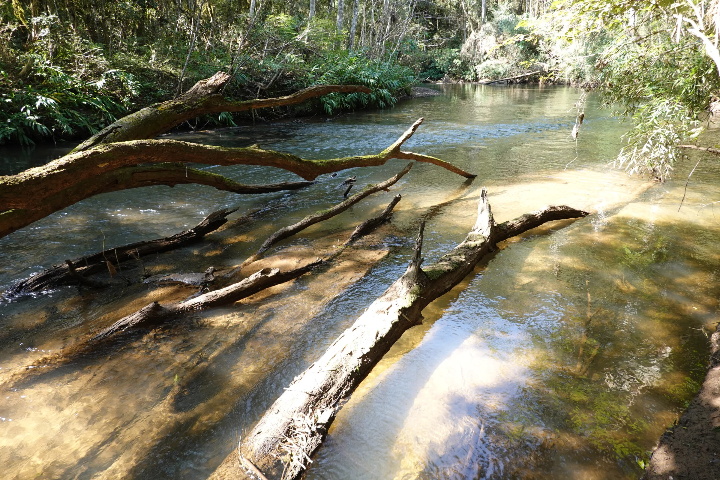 Tronco caído sobre águas claras