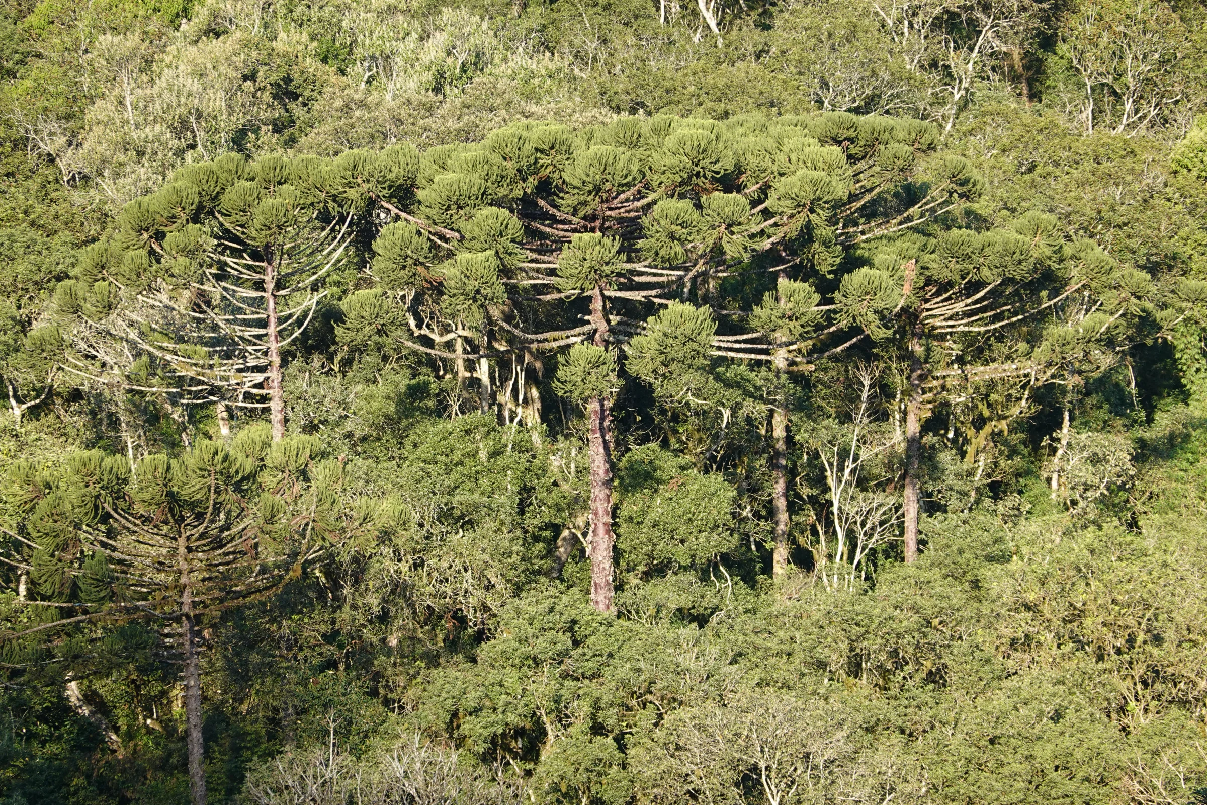 Bosque de araucárias adultas