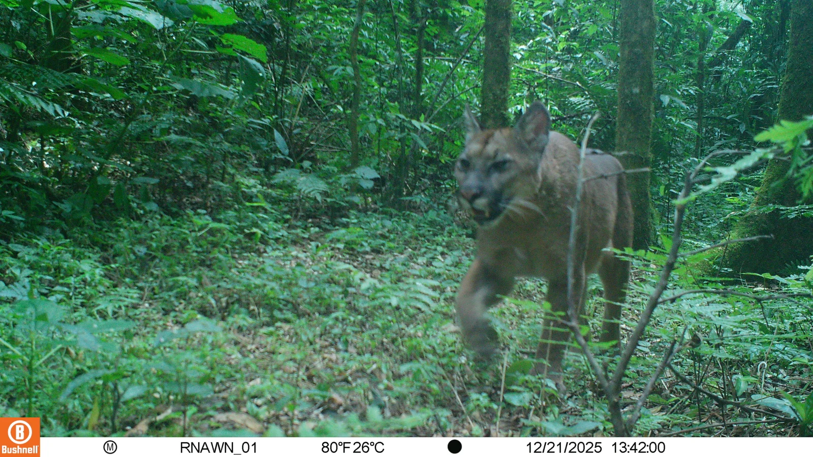 Suçuarana flagrada por câmera de monitoramento na reserva