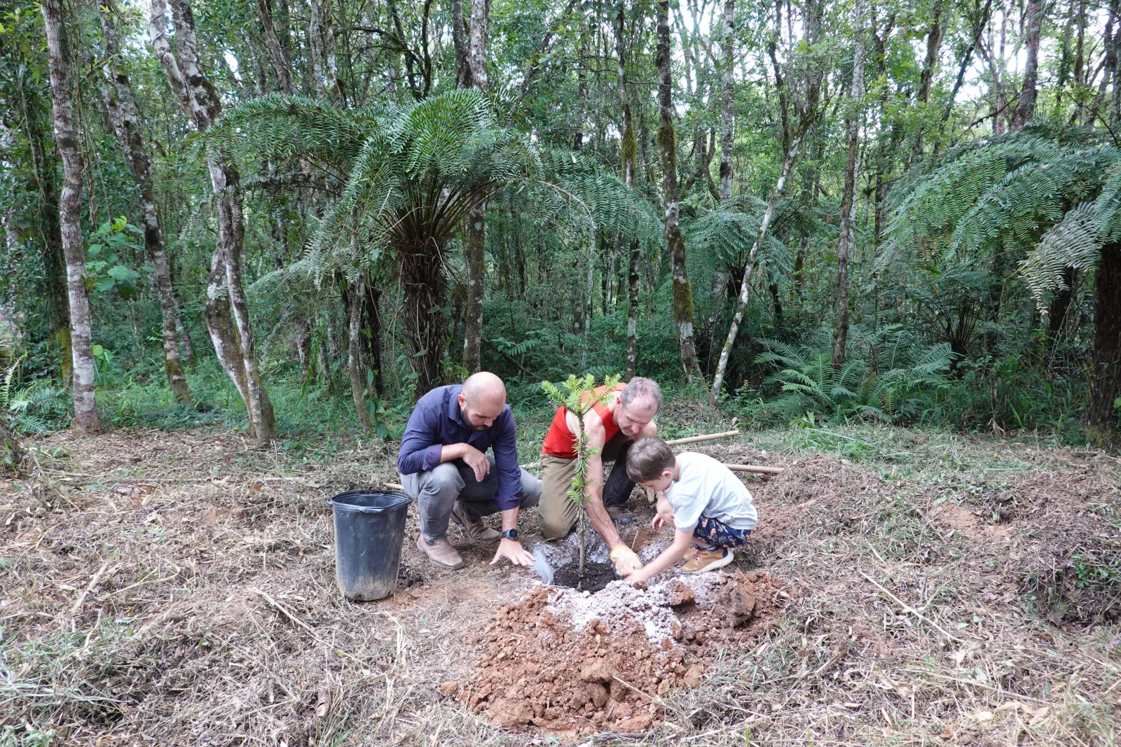Plantio de muda de araucária na reserva