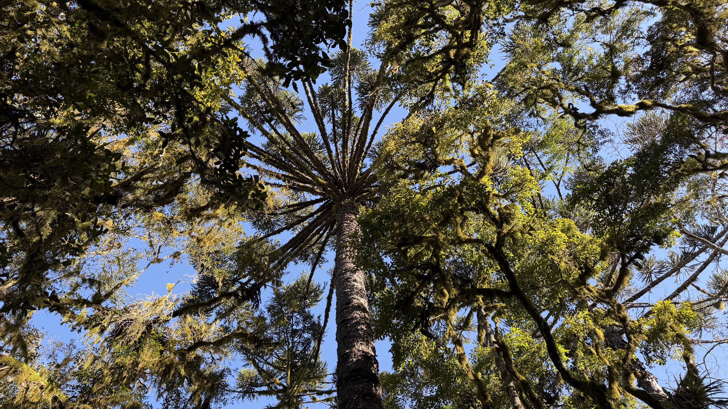 Araucária na RNAWN com idade estimada em 200 anos.